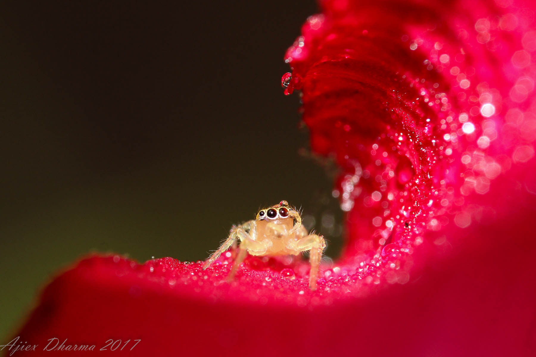 Canon EF-S 60mm F2.8 Macro USM sample photo. Surfing spider  photography