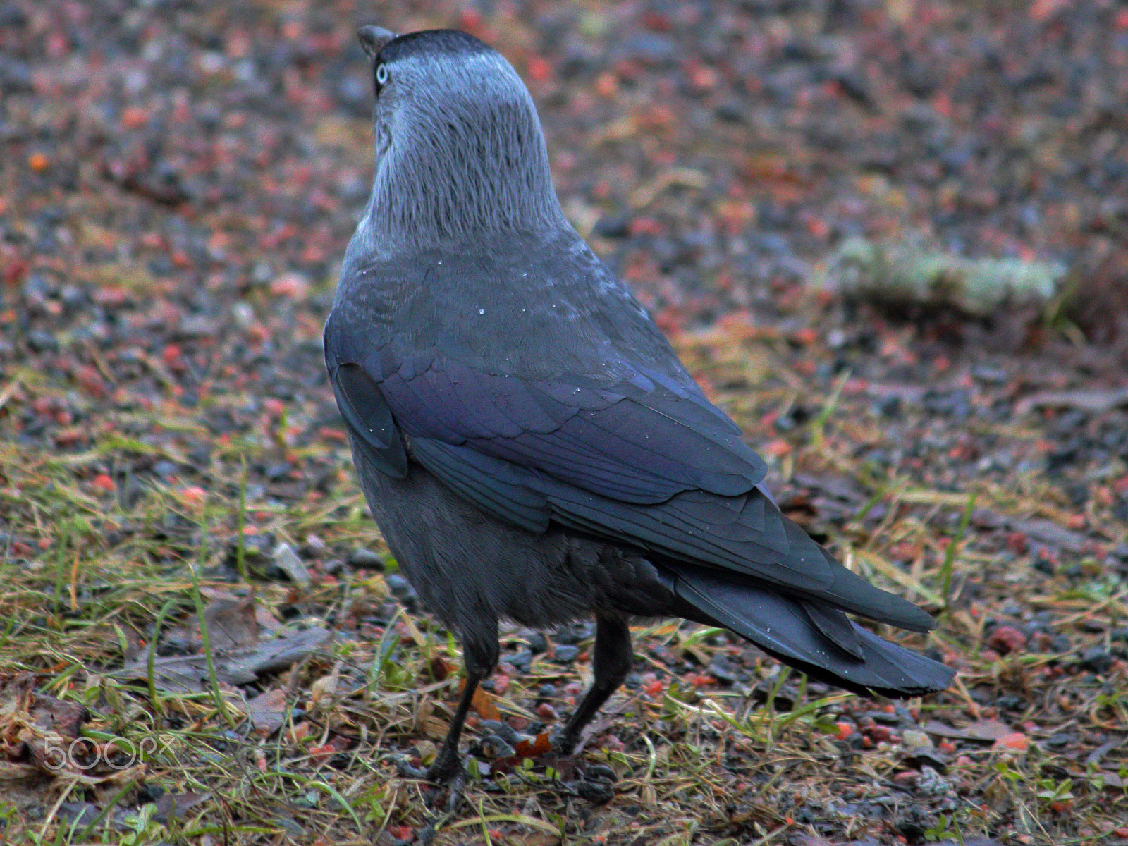 Canon EF-S 55-250mm F4-5.6 IS sample photo. Corvus monedula photography