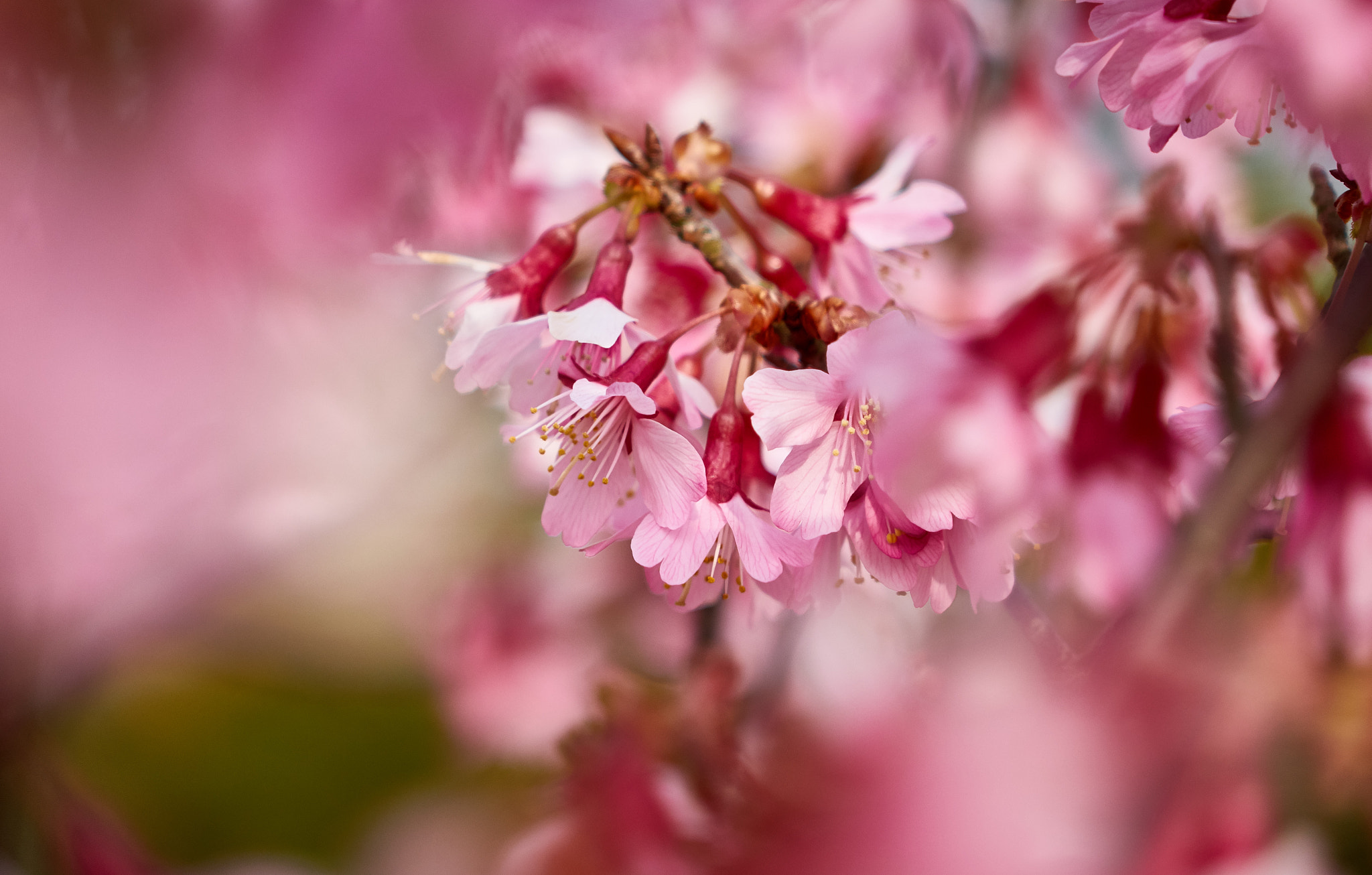 Sony Cyber-shot DSC-RX10 + Sony Cyber-shot DSC-RX10 sample photo. Spring pink flower photography