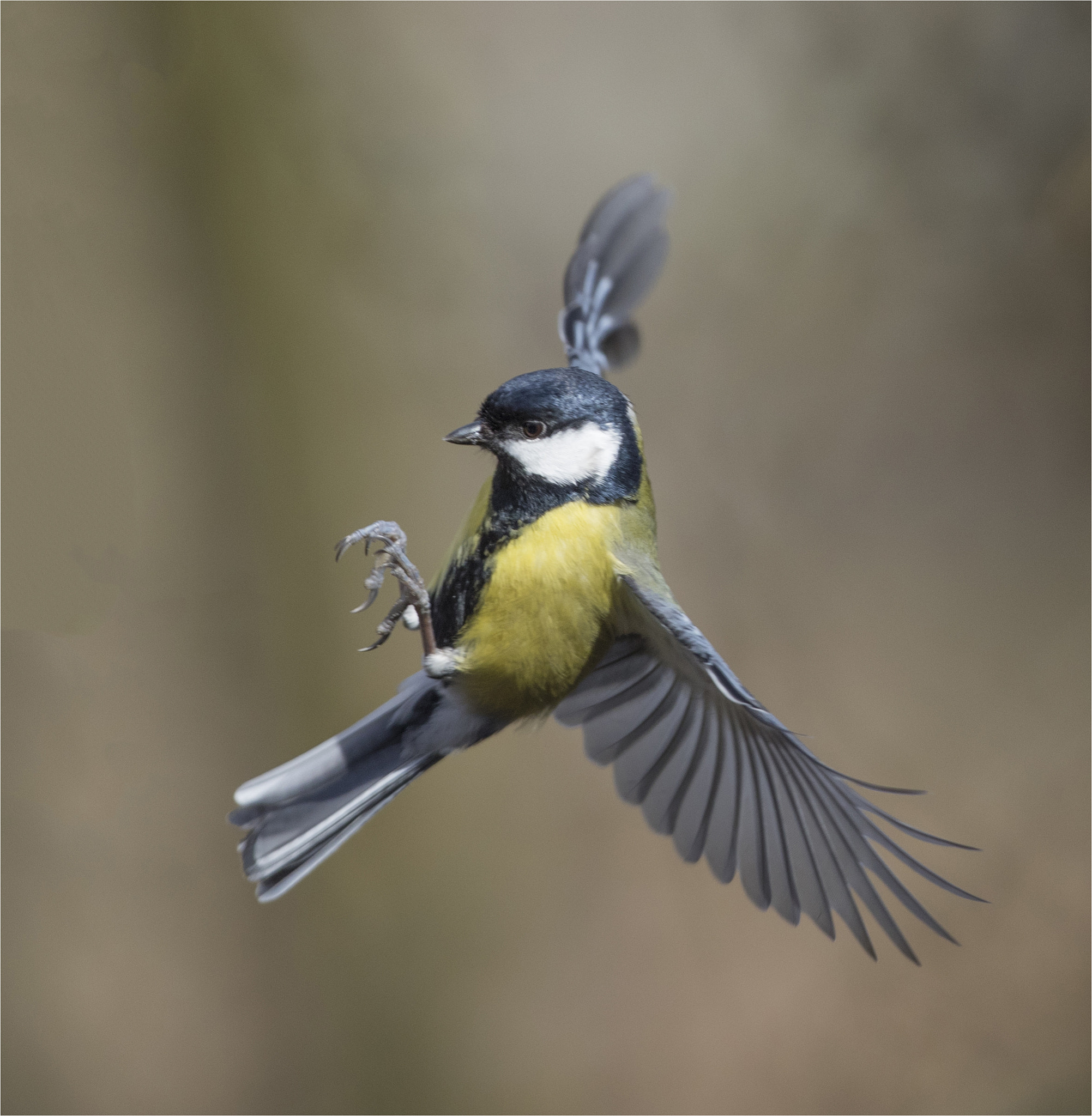 Canon EOS-1D X Mark II sample photo. Tit in flight photography