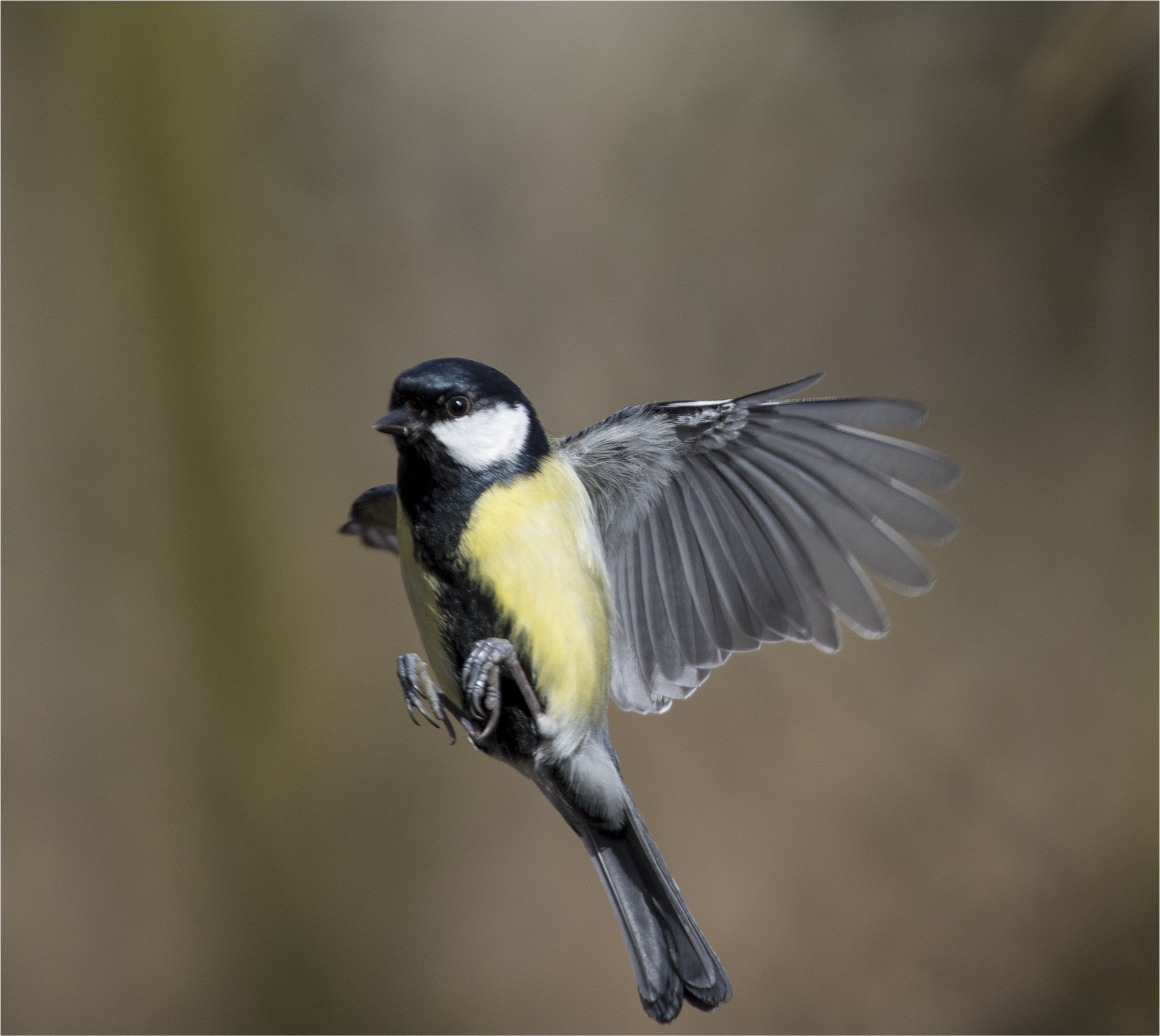 Canon EF 400mm F2.8L IS USM sample photo. Tit in flight 2 photography