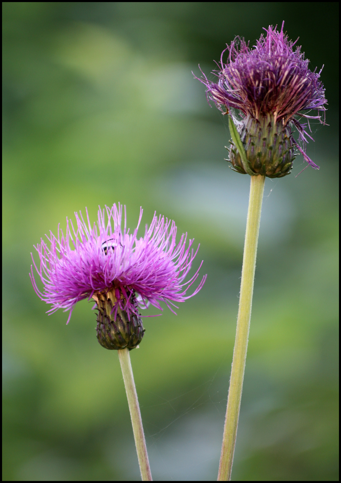 Sigma 70-300mm F4-5.6 APO DG Macro sample photo. * * * photography
