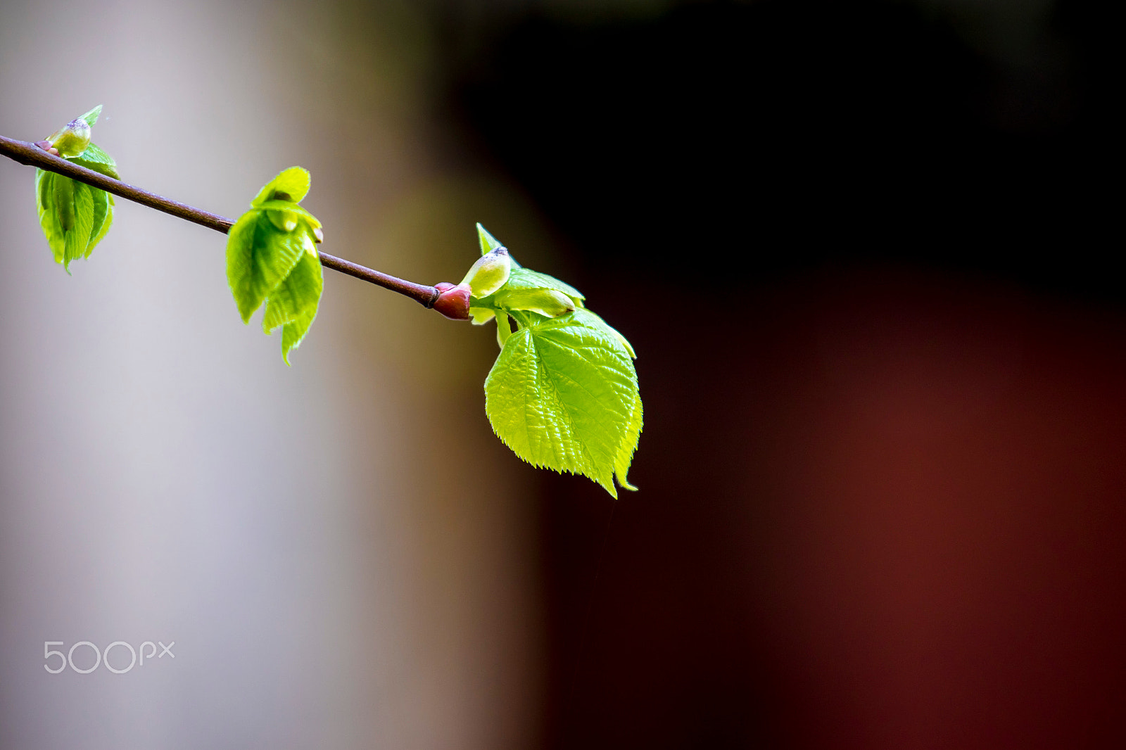 Canon EF 70-200mm F4L IS USM sample photo. Ha photography