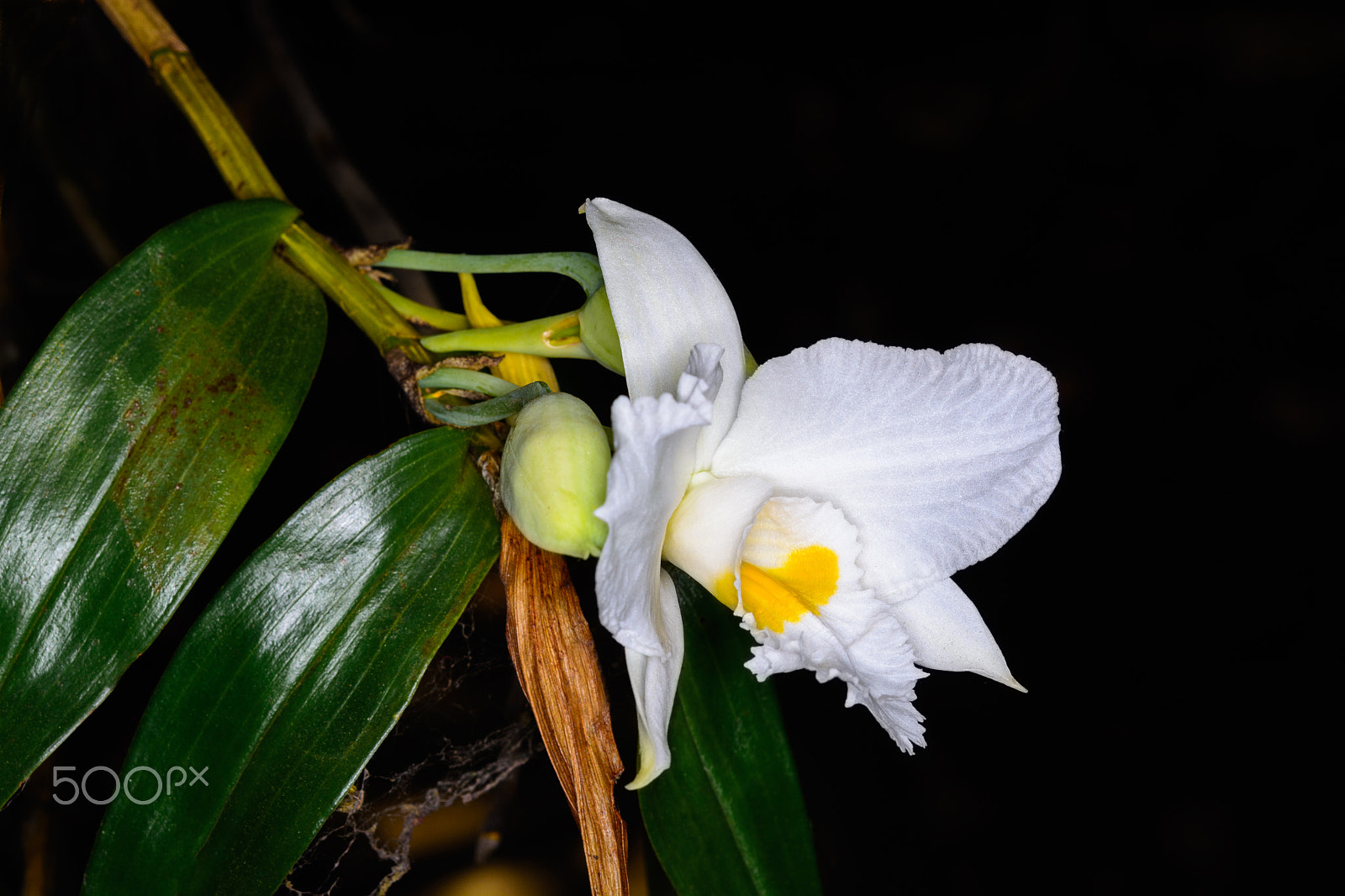 Nikon D5200 + Nikon AF-S Micro-Nikkor 60mm F2.8G ED sample photo. Dendrobium infundibulum lindl. photography