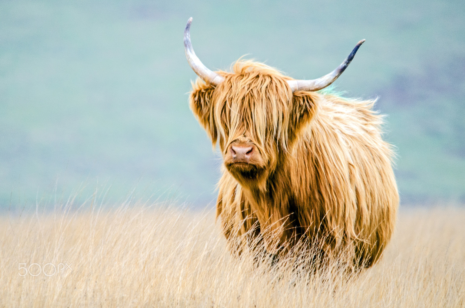 Sigma 150-500mm F5-6.3 DG OS HSM sample photo. Highlander photography
