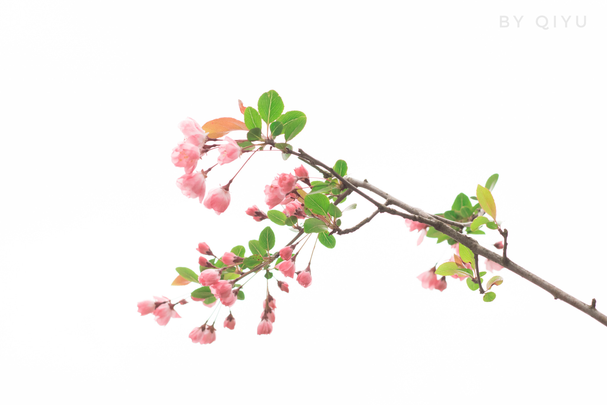 Canon EOS 760D (EOS Rebel T6s / EOS 8000D) + Canon EF 50mm F1.8 STM sample photo. So beautiful flowers. photography