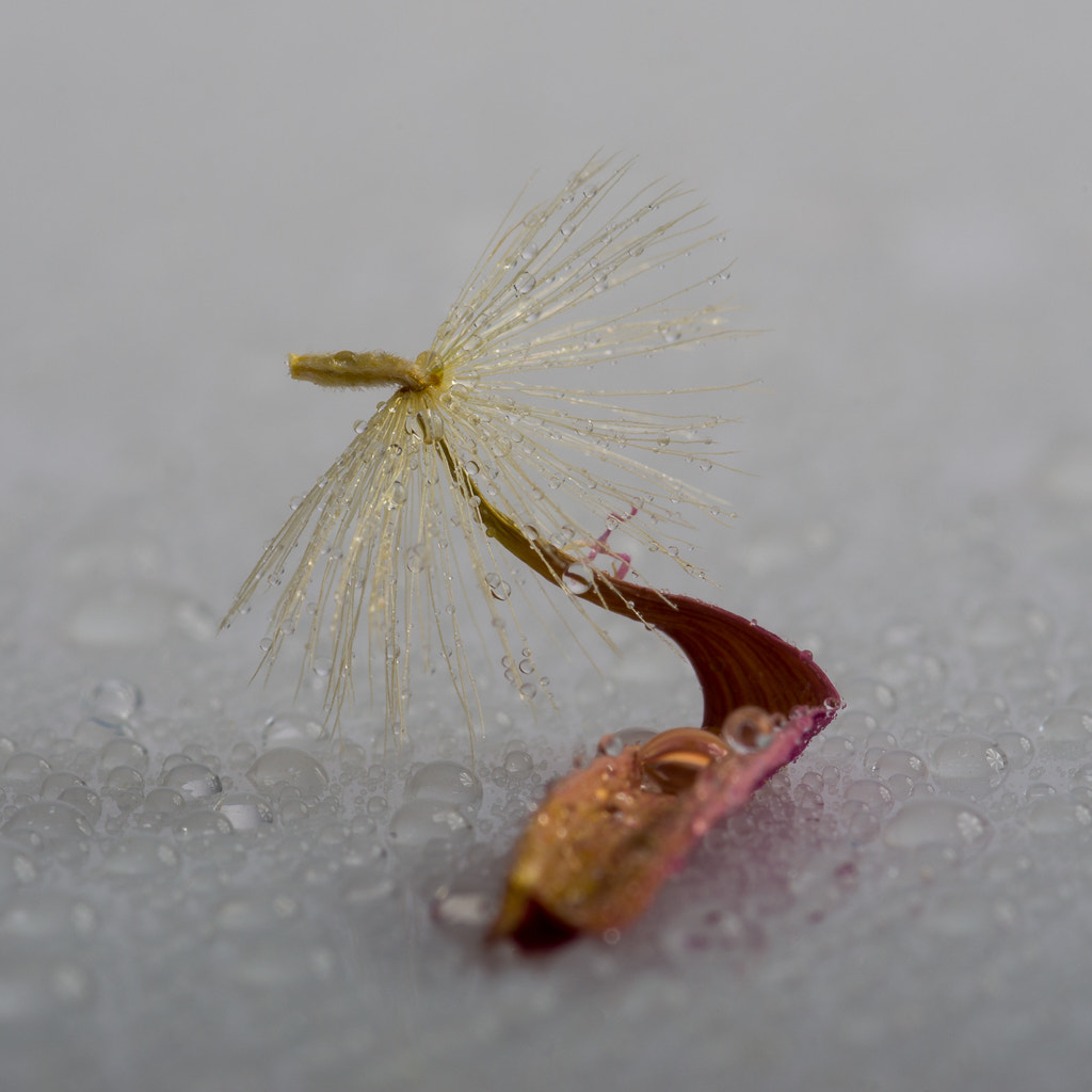 Pentax K-5 + Sigma sample photo. Water drops on a flower seed photography