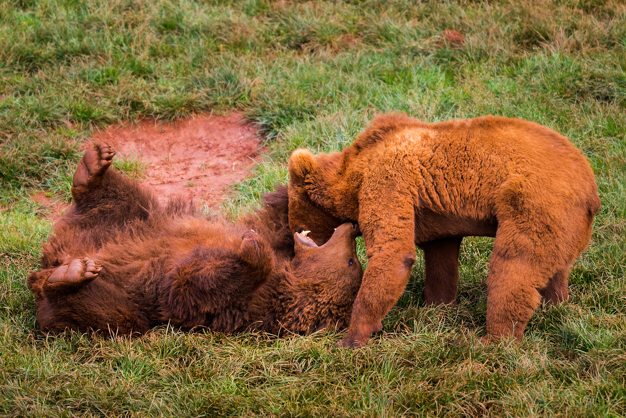 Canon EOS 6D + Canon EF 70-200mm F4L IS USM sample photo. Brown bear  240317-7279 photography