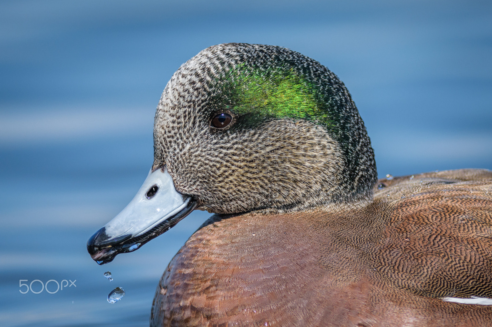 Nikon D7200 + Nikon AF-S Nikkor 300mm F4D ED-IF sample photo. American wigeon portrait photography