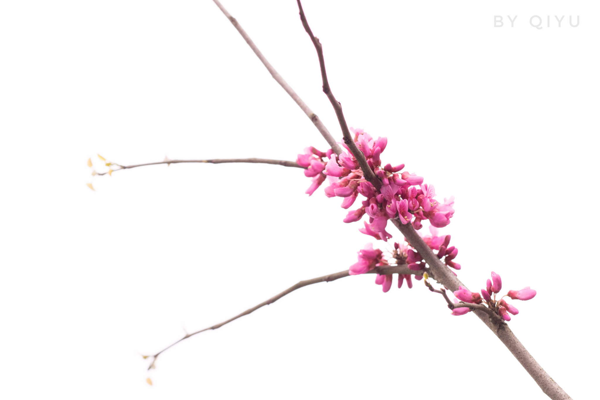 Canon EOS 760D (EOS Rebel T6s / EOS 8000D) + Canon EF 50mm F1.8 STM sample photo. Purple flower photography