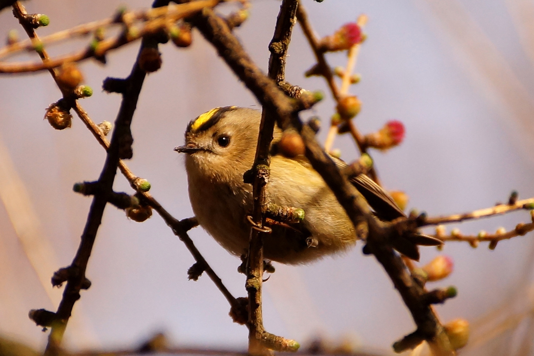 Sony DT 55-300mm F4.5-5.6 SAM sample photo. Mysikrólik (regulus regulus) photography