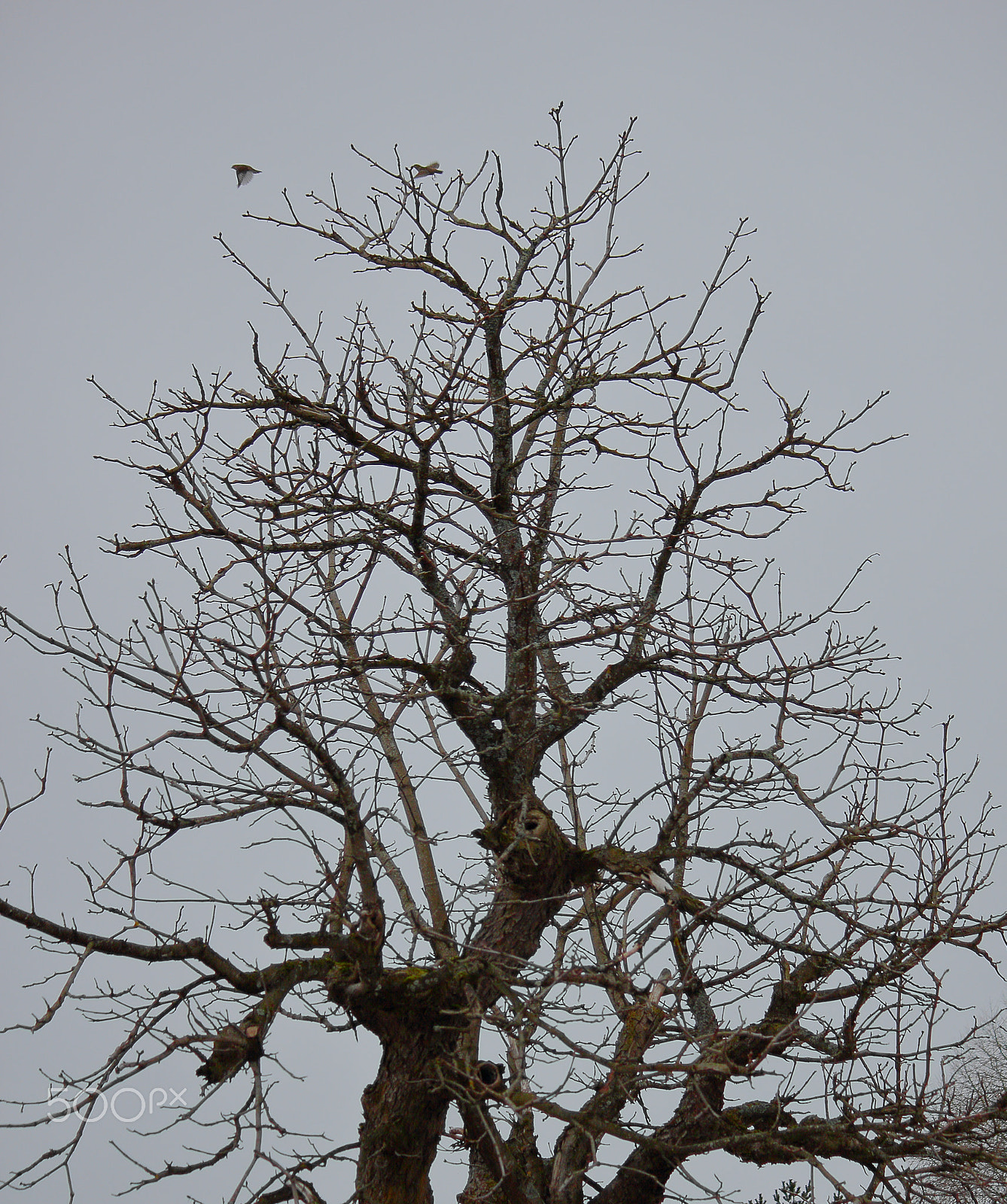 Canon EOS 550D (EOS Rebel T2i / EOS Kiss X4) sample photo. Tree with two birds photography