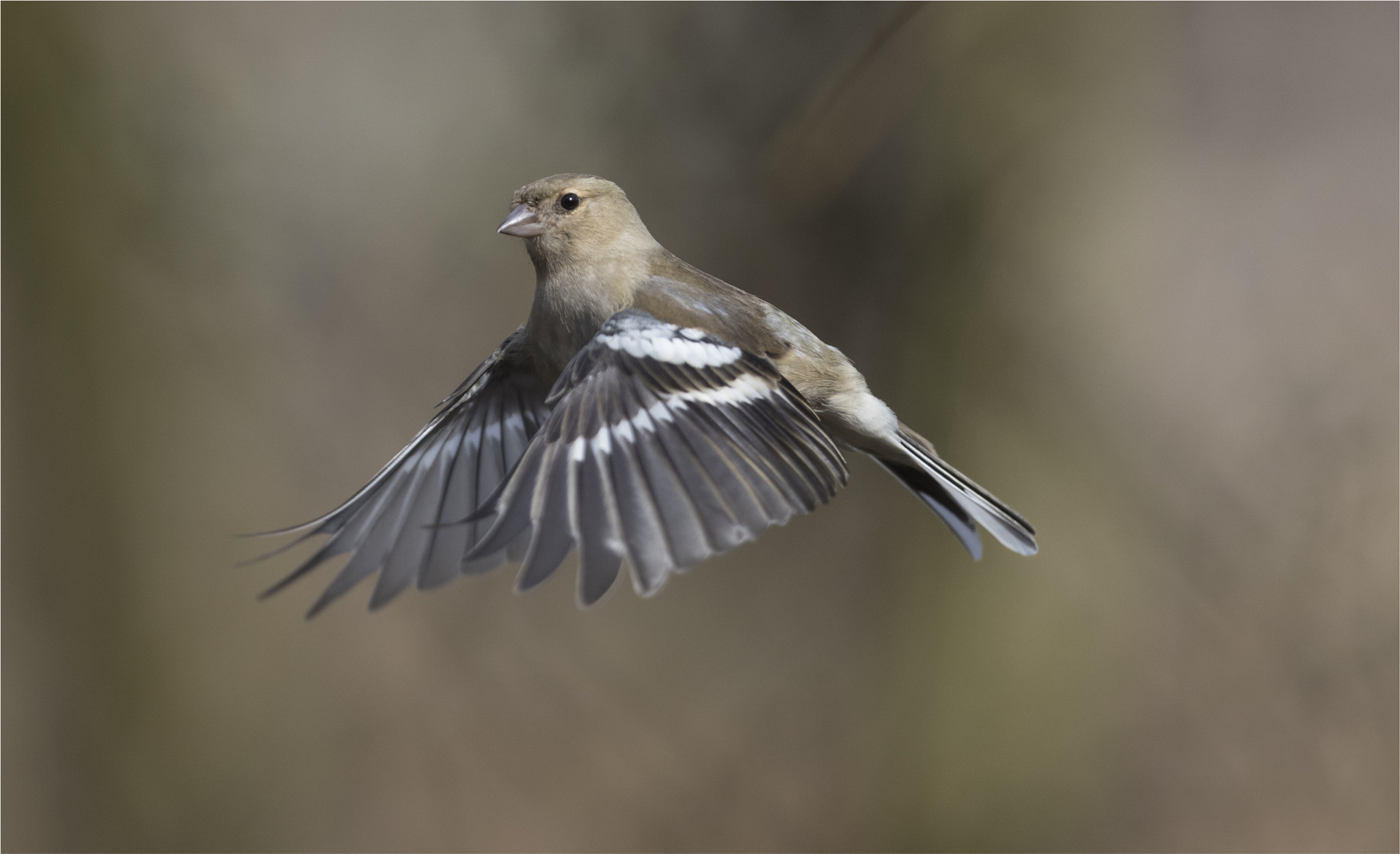 Canon EF 400mm F2.8L IS USM sample photo. Finch in flight 1 photography