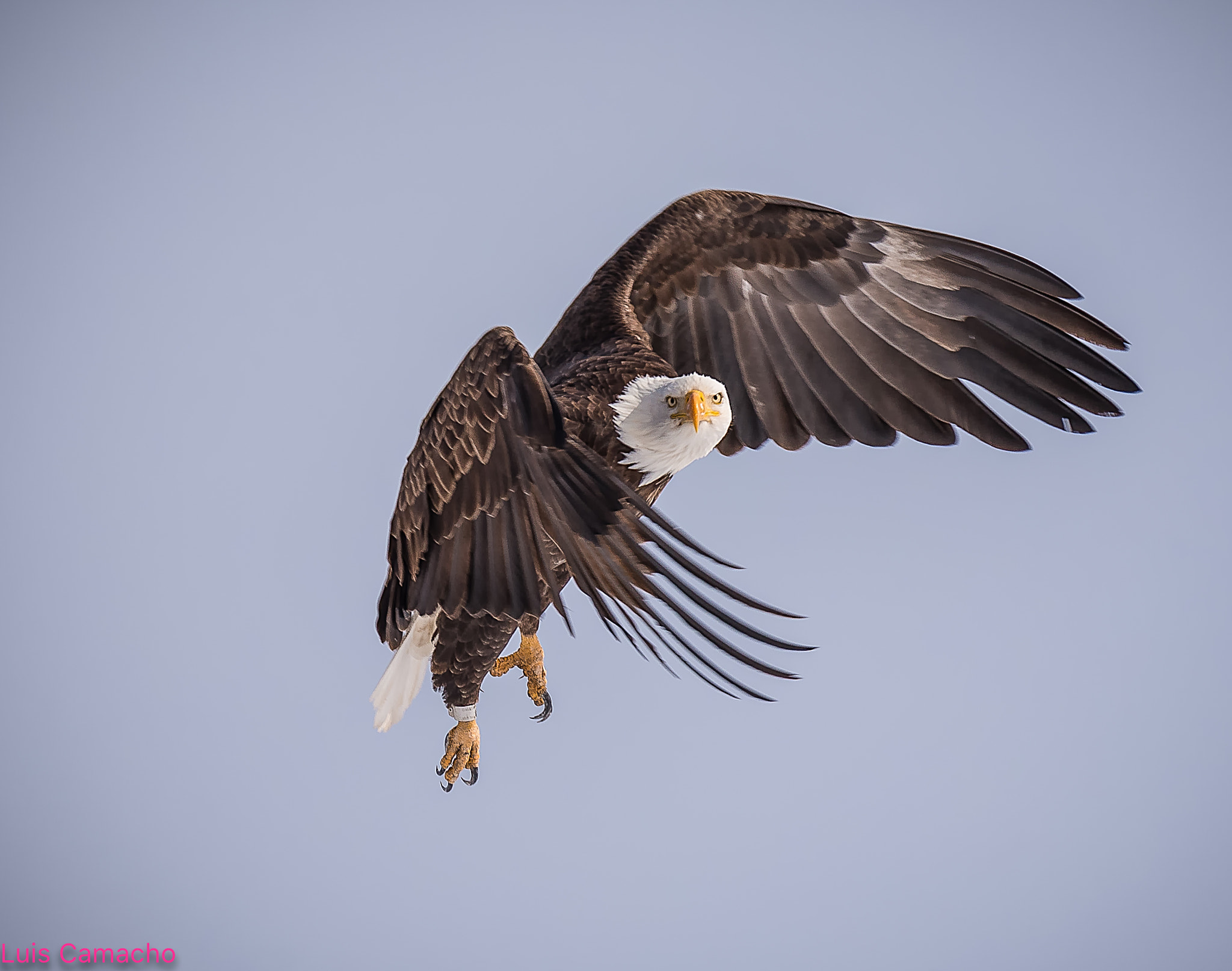 Nikon D750 sample photo. Bald eagle at start of flight photography