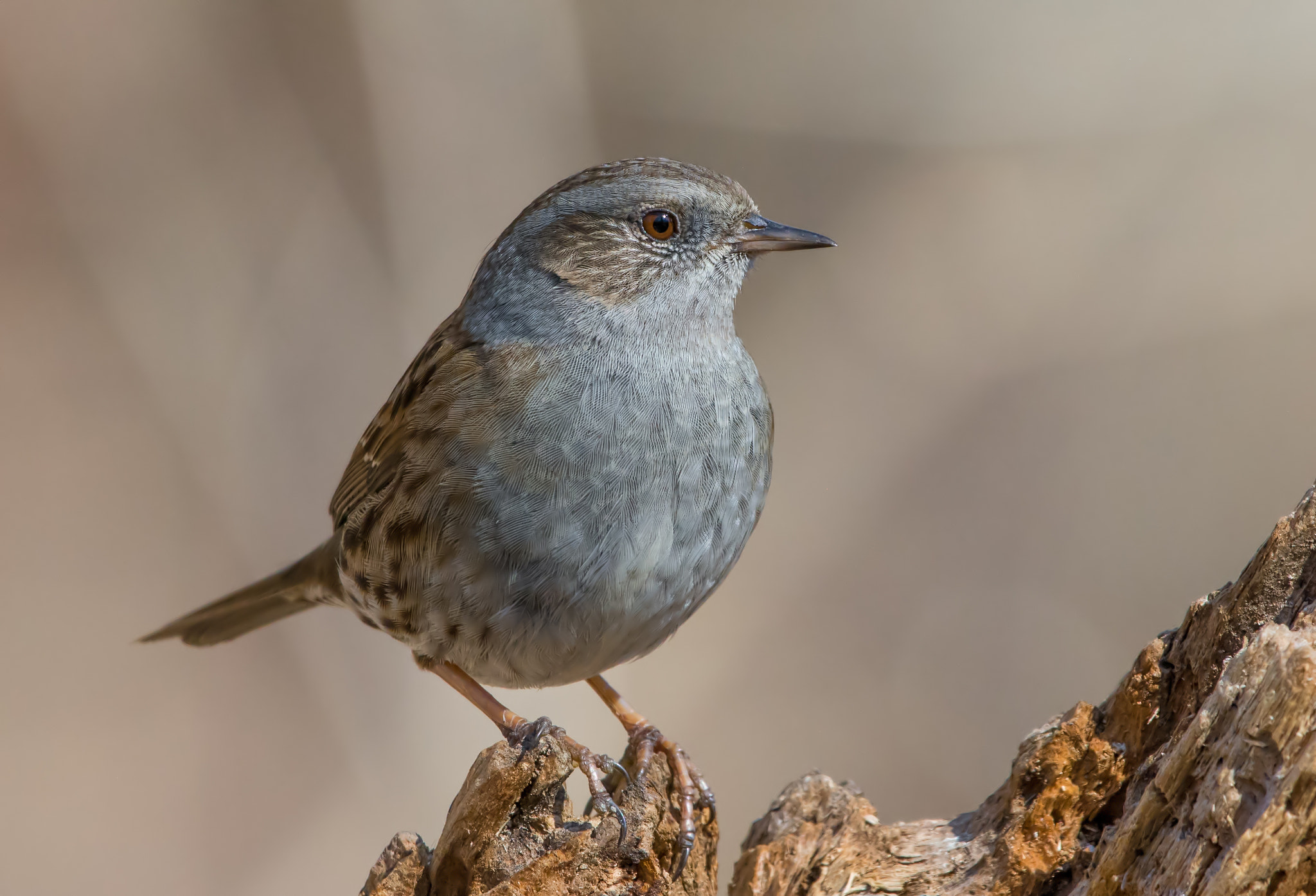 Nikon AF-S Nikkor 200-500mm F5.6E ED VR sample photo. Dunnock photography