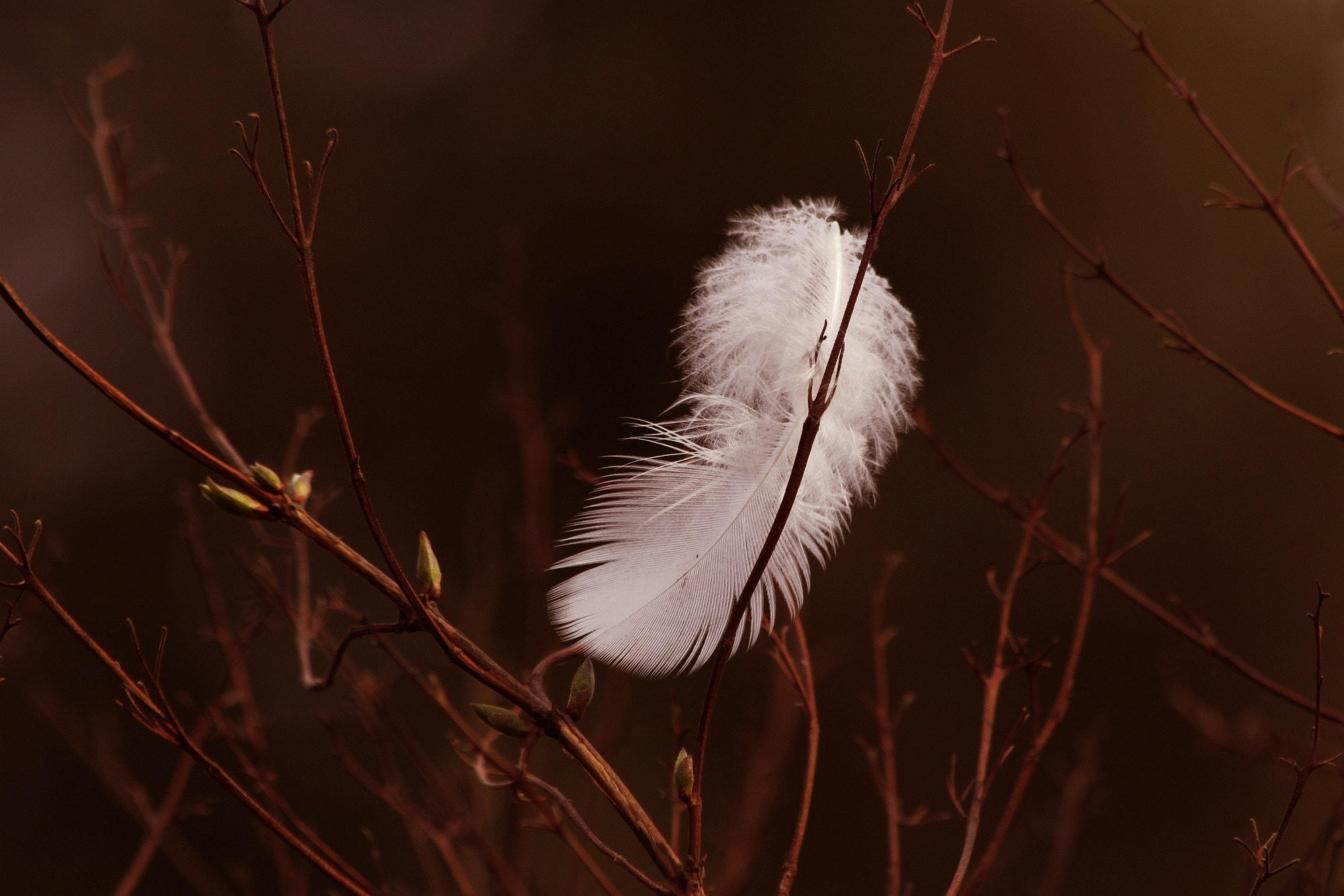 Canon EF 70-300mm F4-5.6 IS USM sample photo. Feather photography