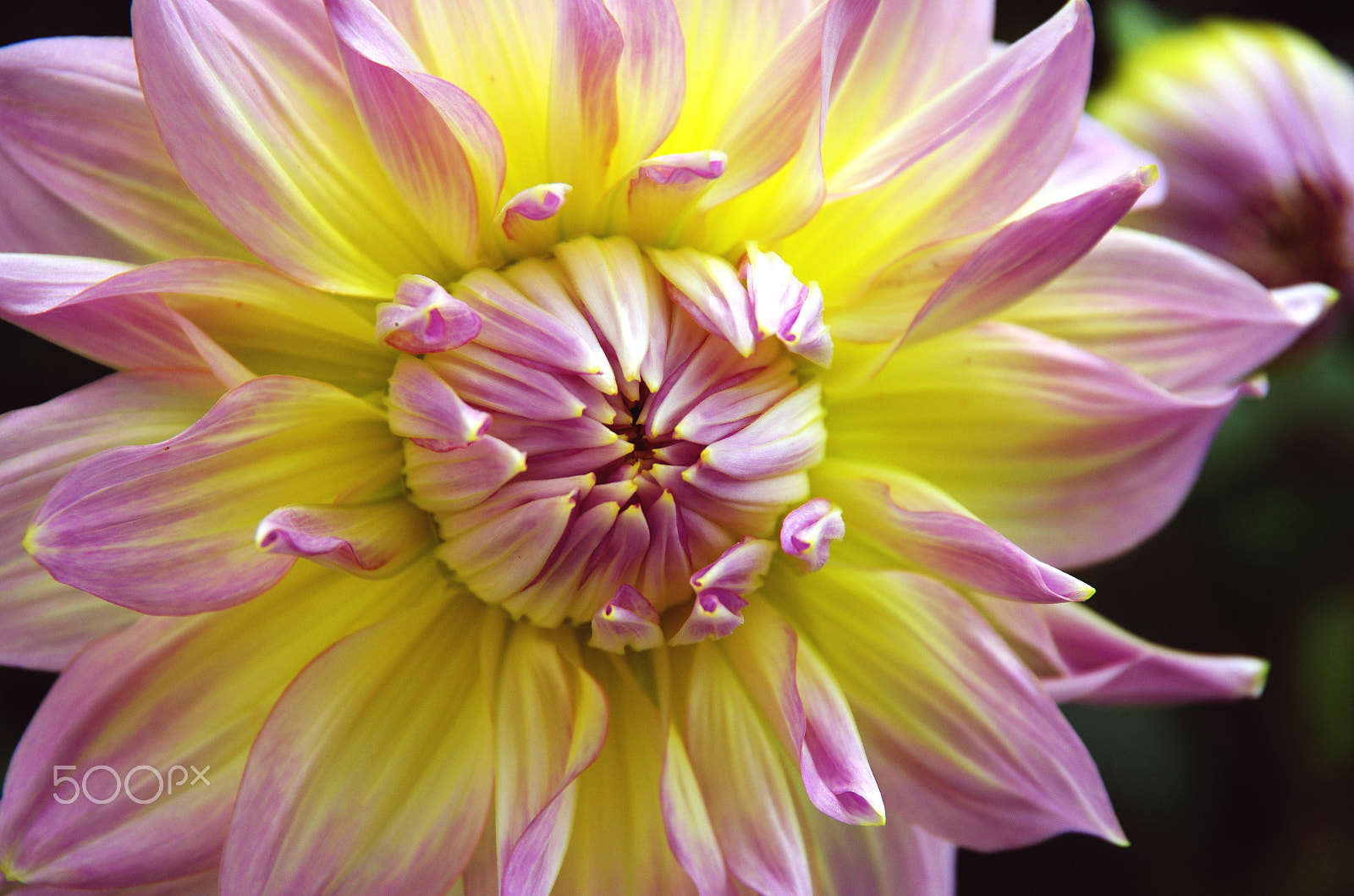 Pentax K-5 sample photo. Pastel piranha photography