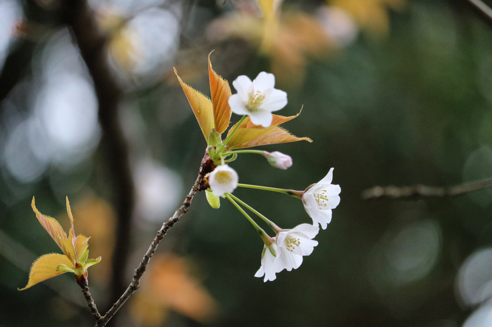 Canon EOS 750D (EOS Rebel T6i / EOS Kiss X8i) + Canon EF-S 55-250mm F4-5.6 IS STM sample photo. Cherry blossoms photography