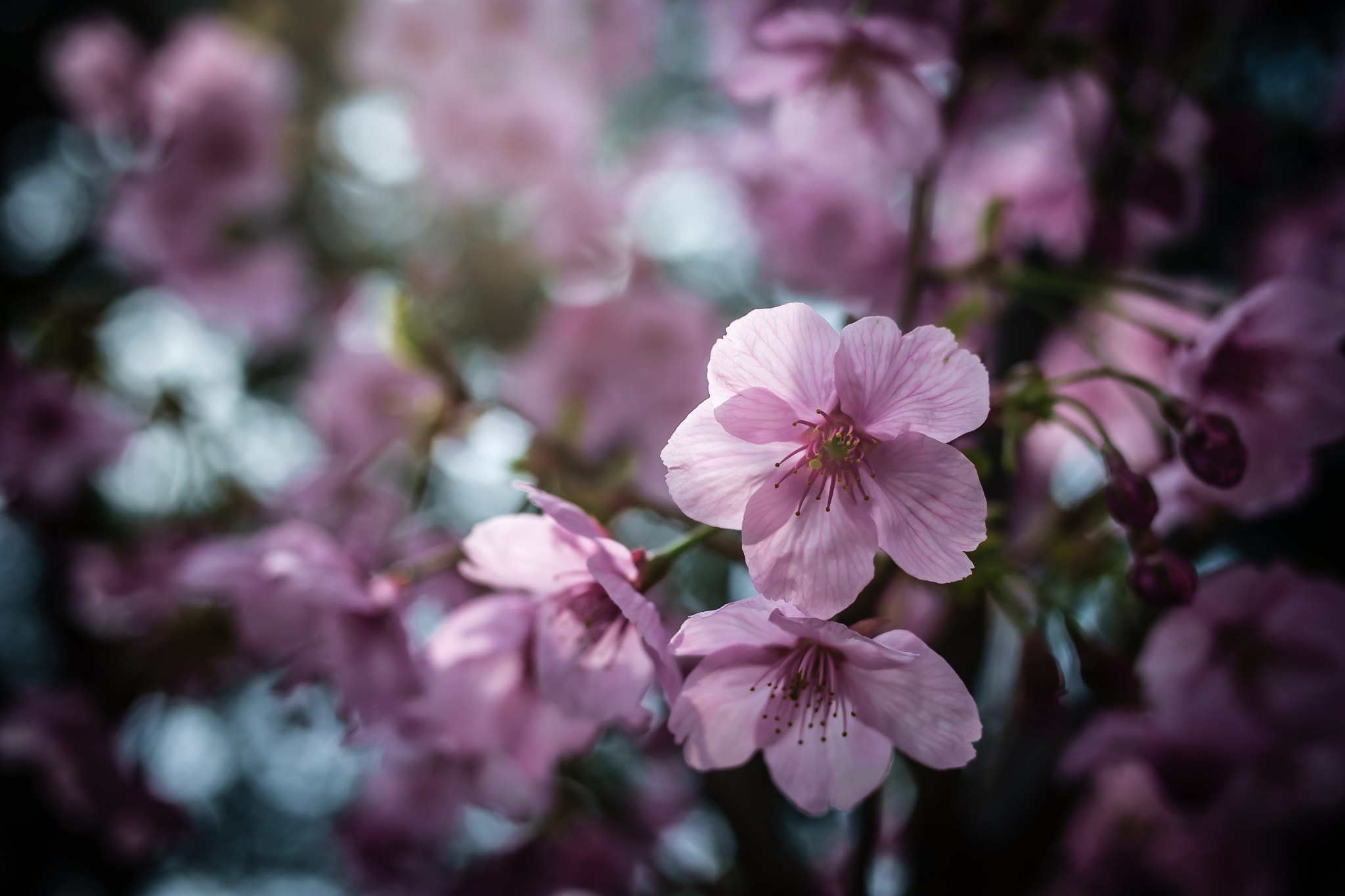 ZEISS Touit 32mm F1.8 sample photo. The spring sunlight for an instantⅡ photography