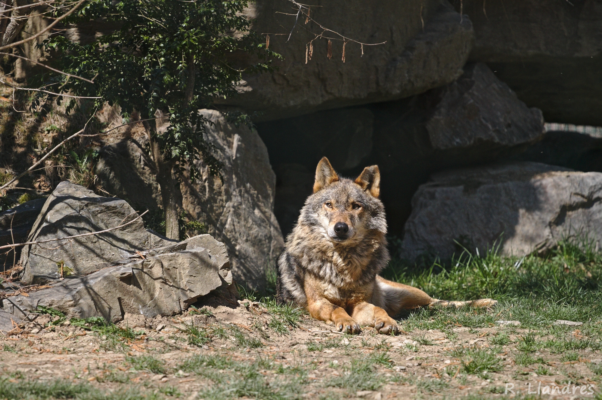 Canon EOS 7D + Canon EF 70-200mm F4L USM sample photo. Lobo photography
