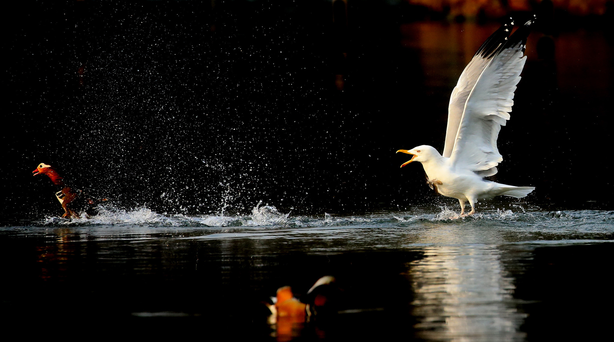 Canon EOS-1D X sample photo. Angry bird photography