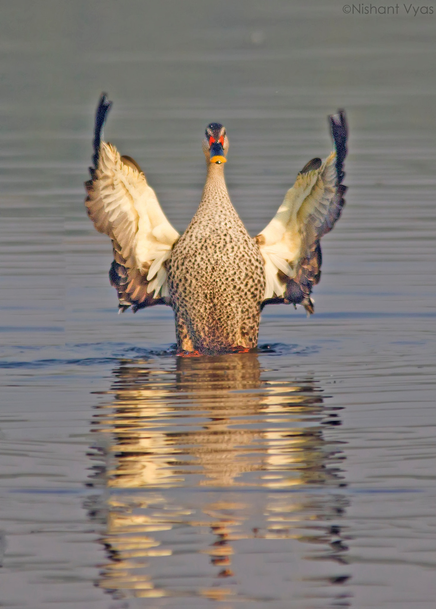 Sigma 150-500mm F5-6.3 DG OS HSM sample photo. Spotte billed duck  photography