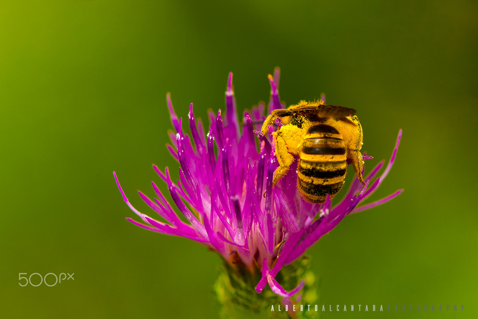 Canon EOS 7D + Tamron SP AF 180mm F3.5 Di LD (IF) Macro sample photo. Libando y recolectando polen photography