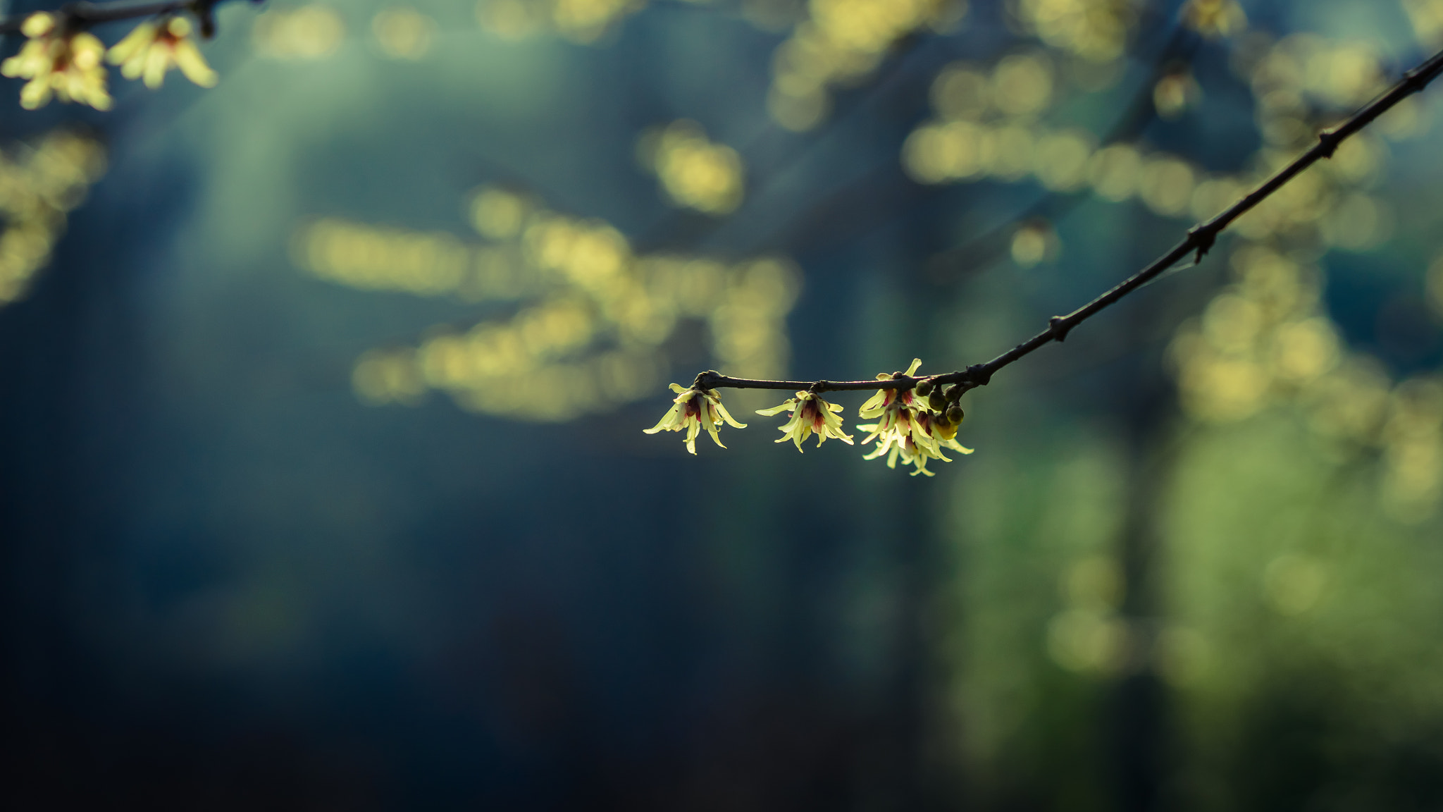 Sony 100mm F2.8 Macro sample photo. Blossom blooming photography