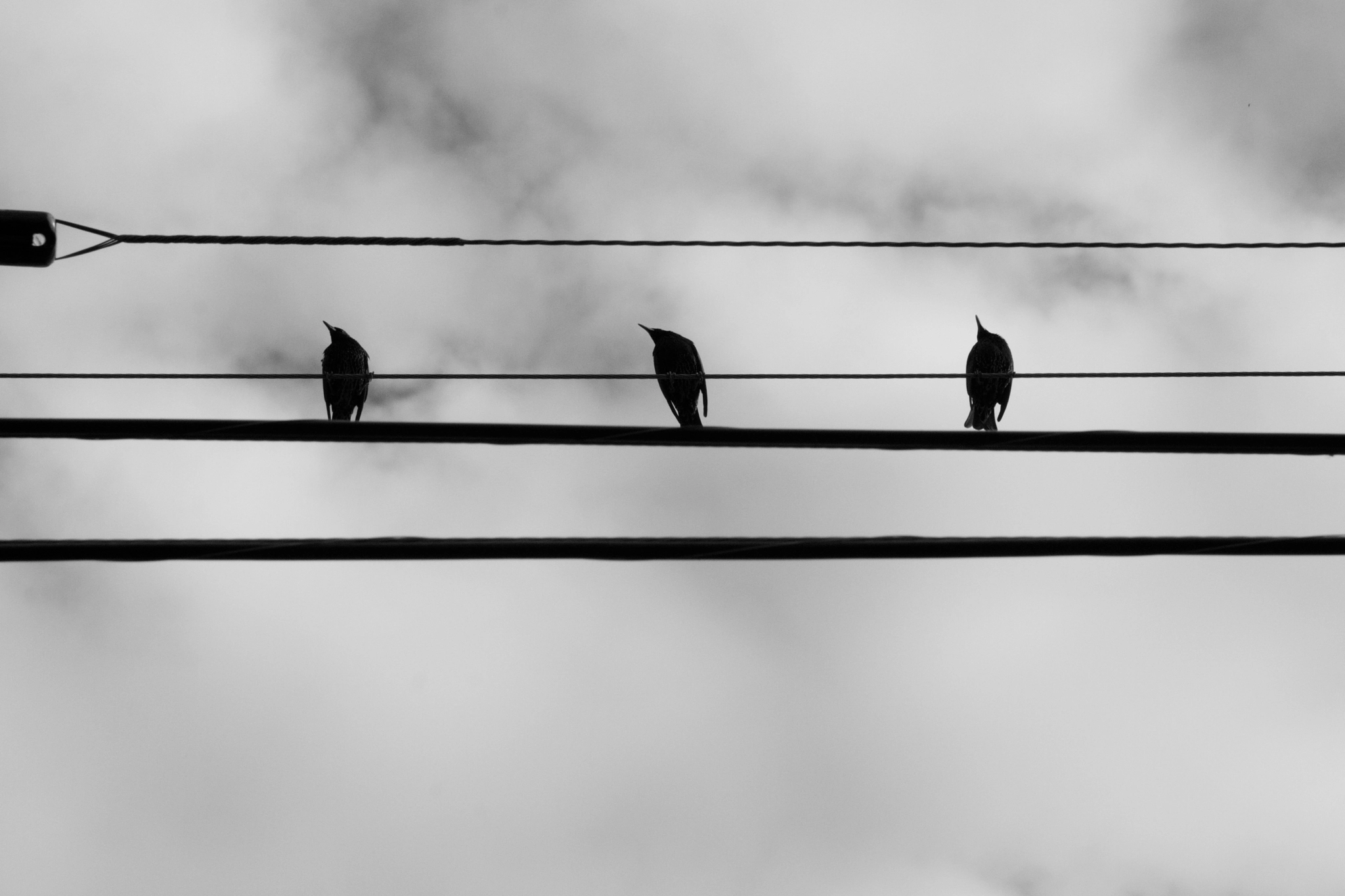 Canon EOS 750D (EOS Rebel T6i / EOS Kiss X8i) sample photo. "three little birds" photography
