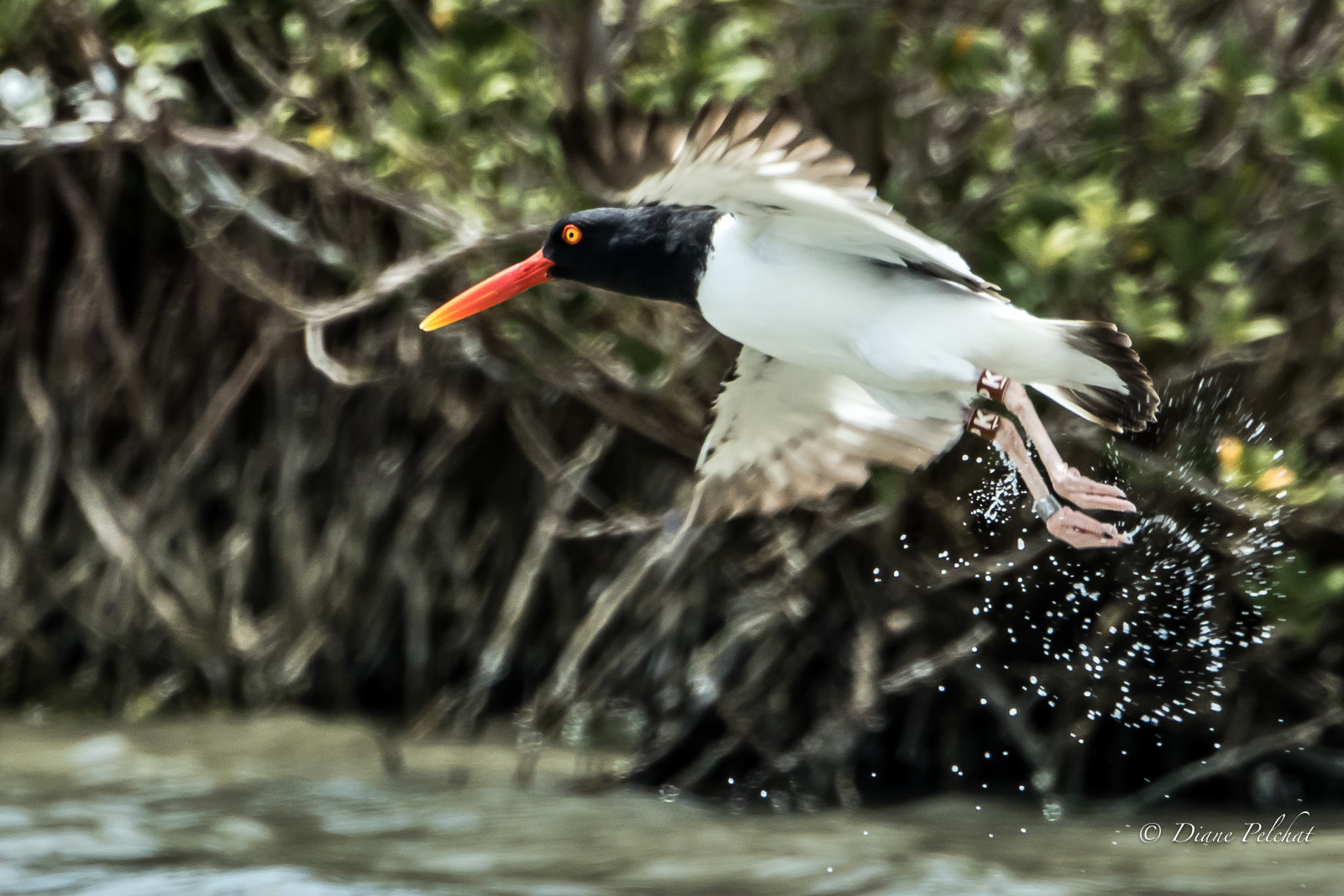 Canon EOS 7D Mark II sample photo. American oystercatcher - huîtrier d'amérique photography