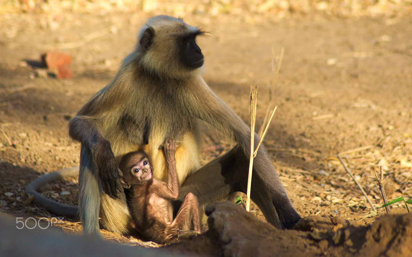 Nikon AF Nikkor 70-300mm F4-5.6G sample photo. Mother with her newborn photography