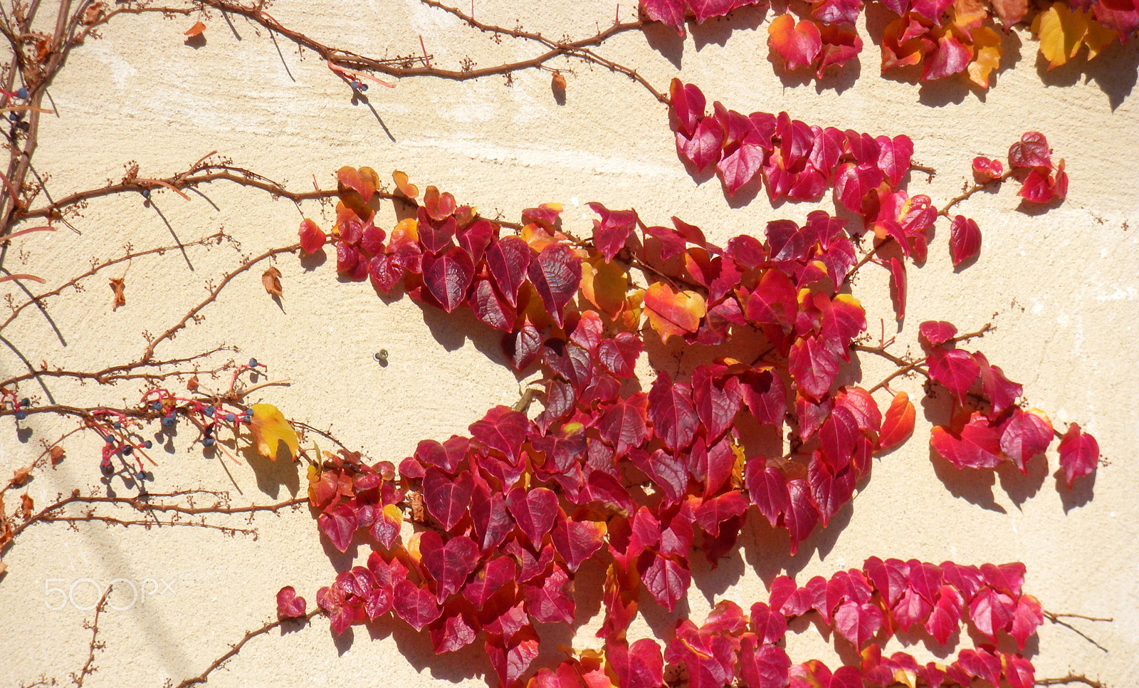 Pentax Optio M60 sample photo. Red leaves photography