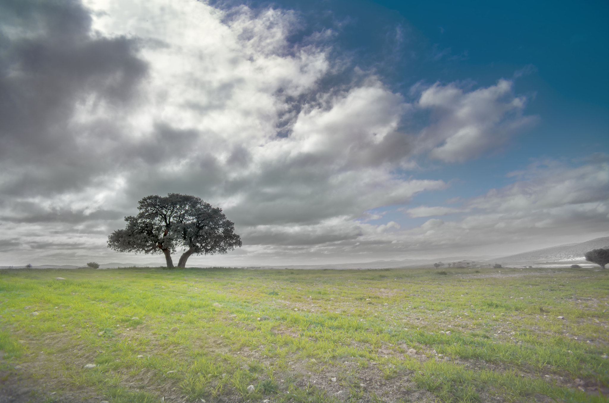 AF Nikkor 28mm f/2.8 sample photo. Tree sfai photography