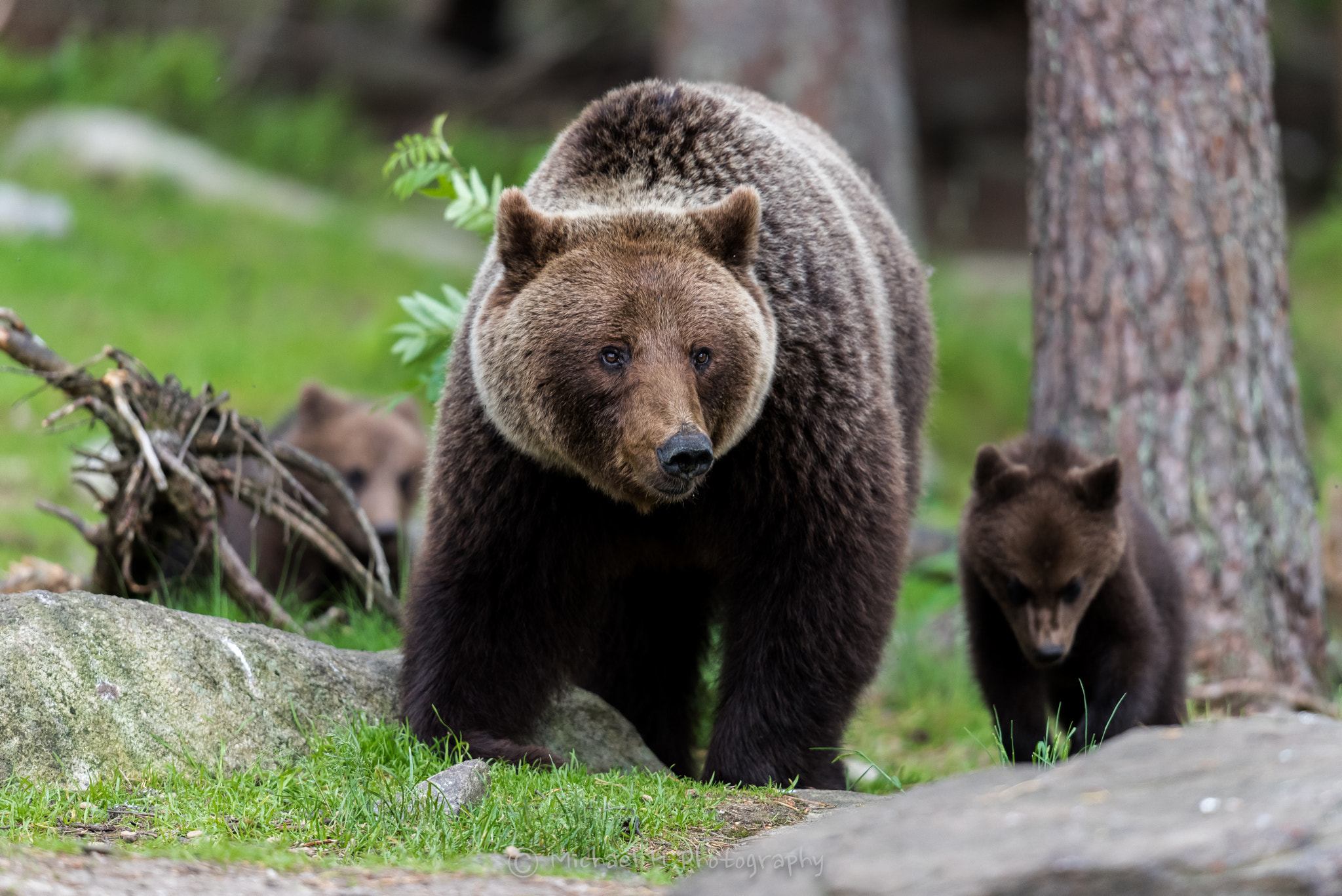 Nikon D810 + Nikon AF-S Nikkor 500mm F4G ED VR sample photo. A mother an two little kids photography