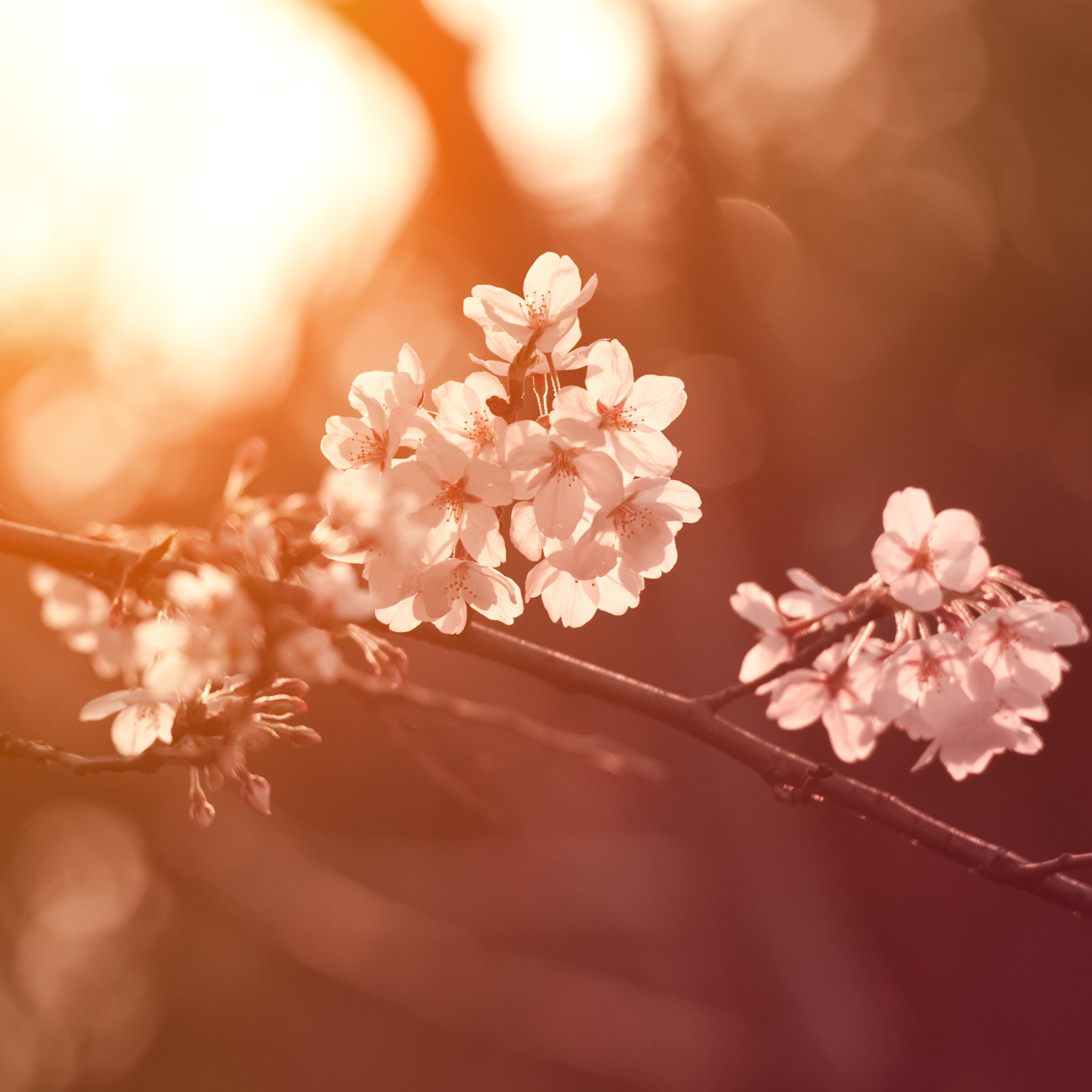 Nikon AF-S Nikkor 70-200mm F2.8G ED VR II sample photo. Temperature of sakura photography