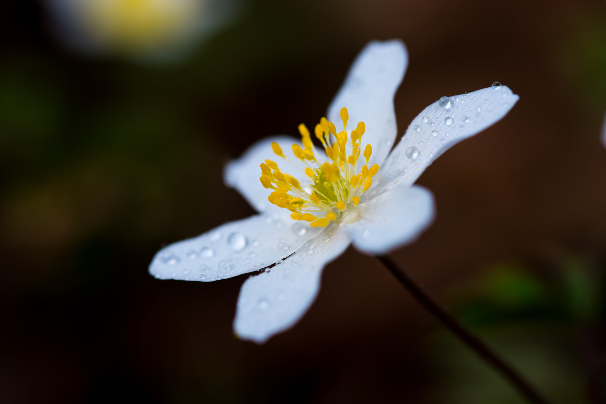 Sigma 105mm F2.8 EX DG OS HSM sample photo. Anemone nemorosa, buschwindröschen photography