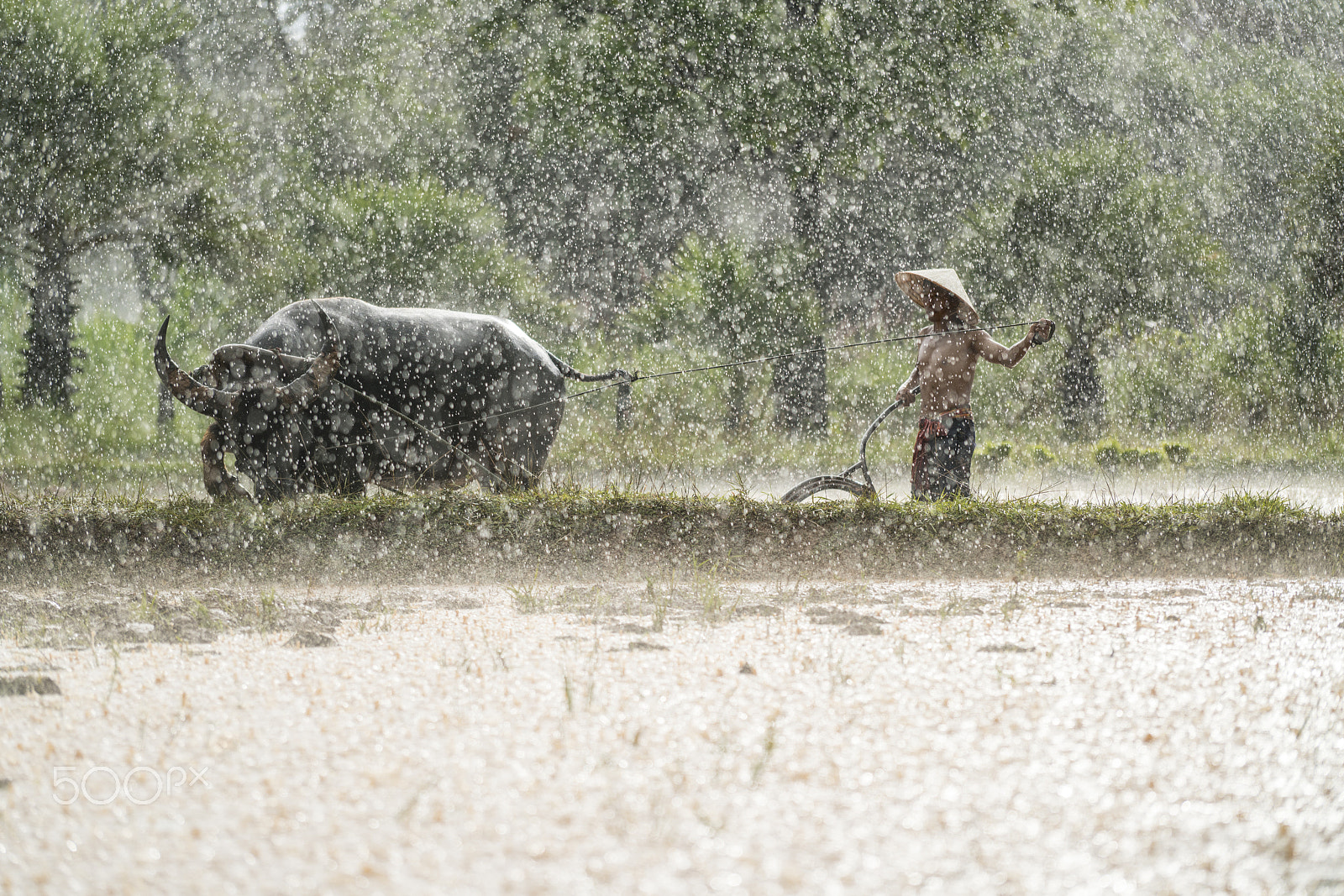 Sony a7R II + Sony FE 70-200mm F4 G OSS sample photo. In the rain photography