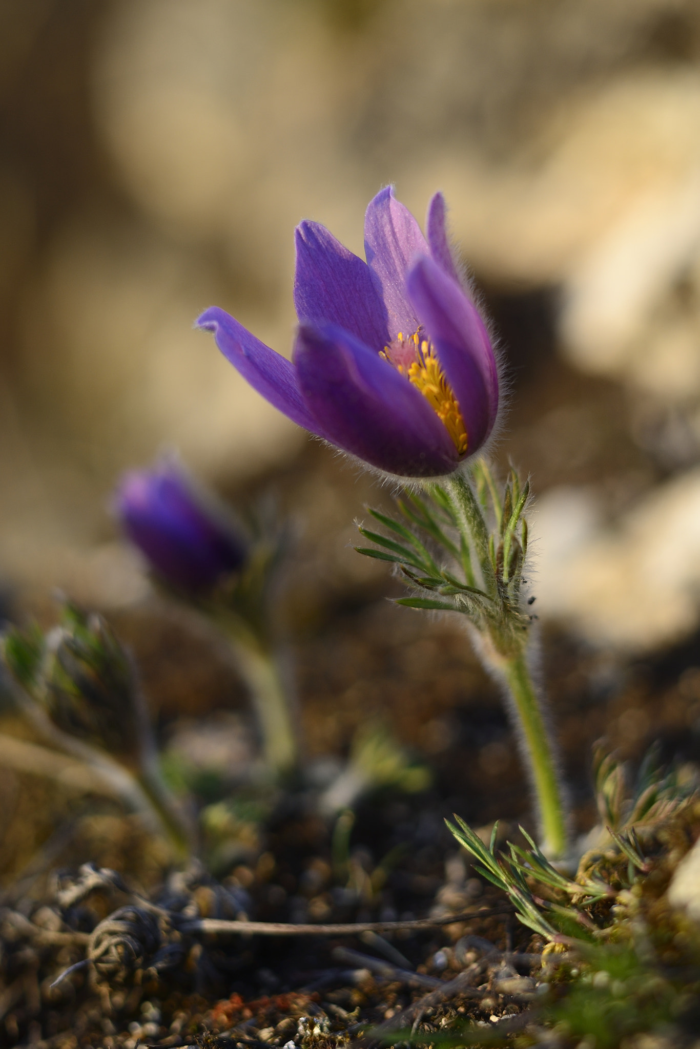 Nikon D4 sample photo. Anémone pulsatile - anemone pulsatilla photography