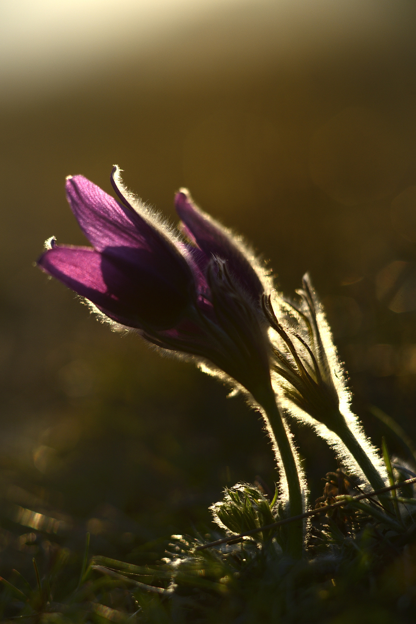 Nikon D4 + Sigma 105mm F2.8 EX DG Macro sample photo. Pm photography