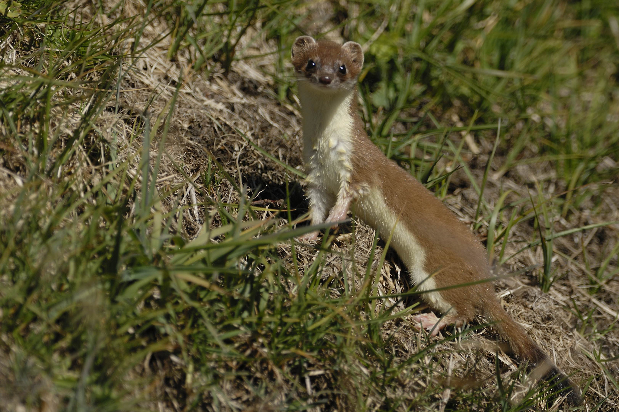 Nikon D200 sample photo. Pmo photography