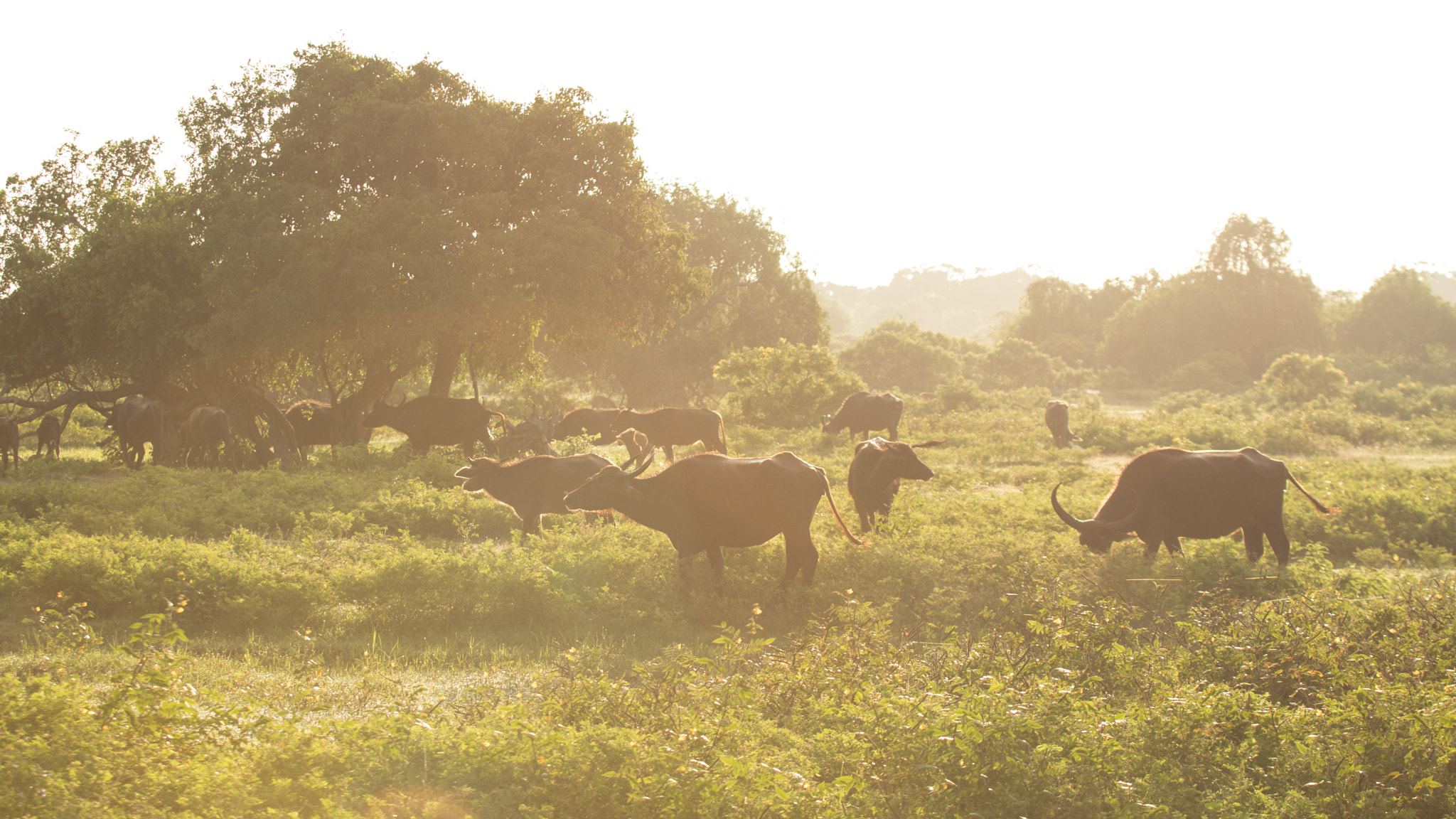 Canon EF 70-200mm F2.8L USM sample photo. Sunrise on nature photography