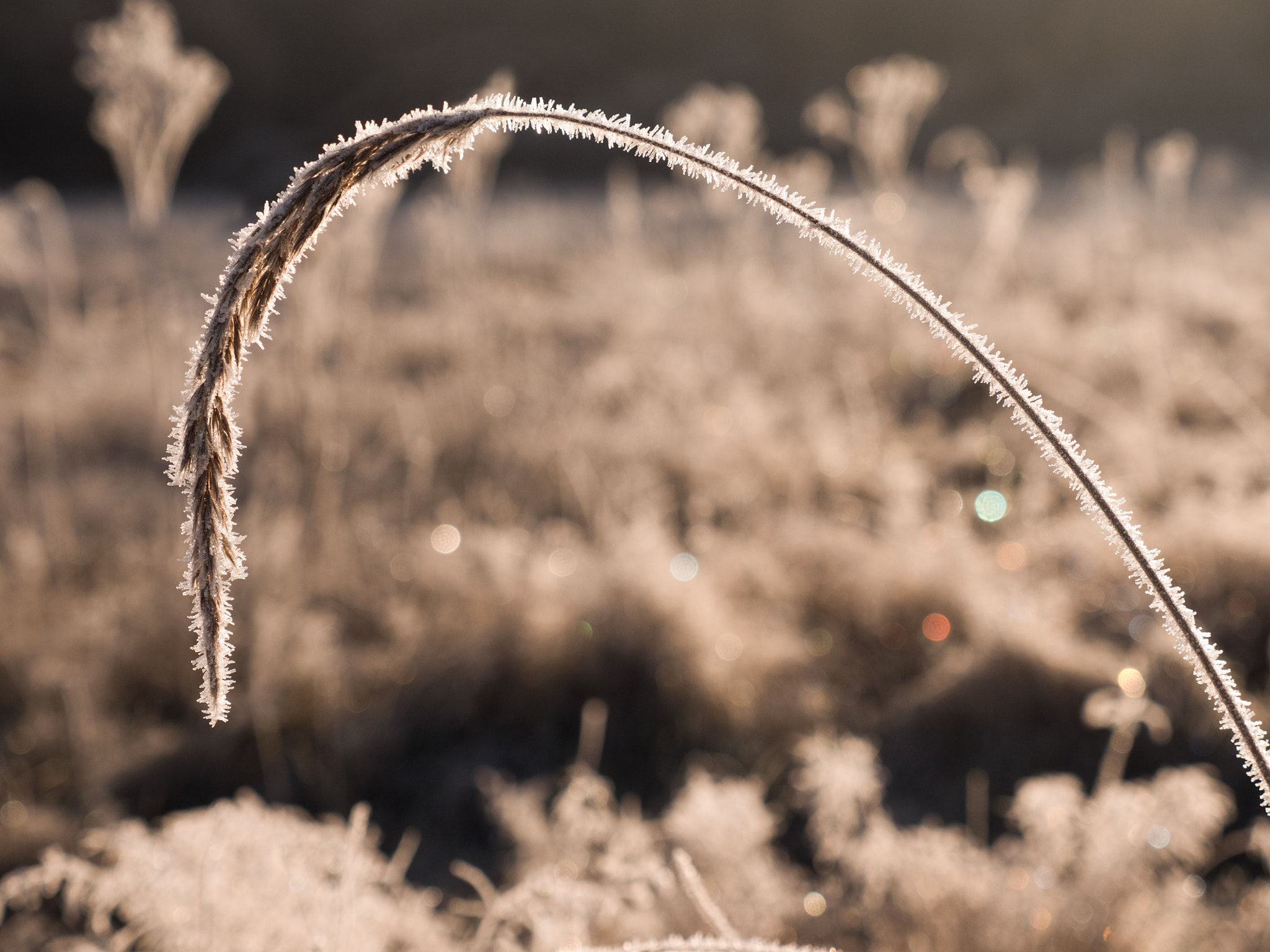 Panasonic Lumix G X Vario 12-35mm F2.8 ASPH Power OIS sample photo. Frozen arch photography