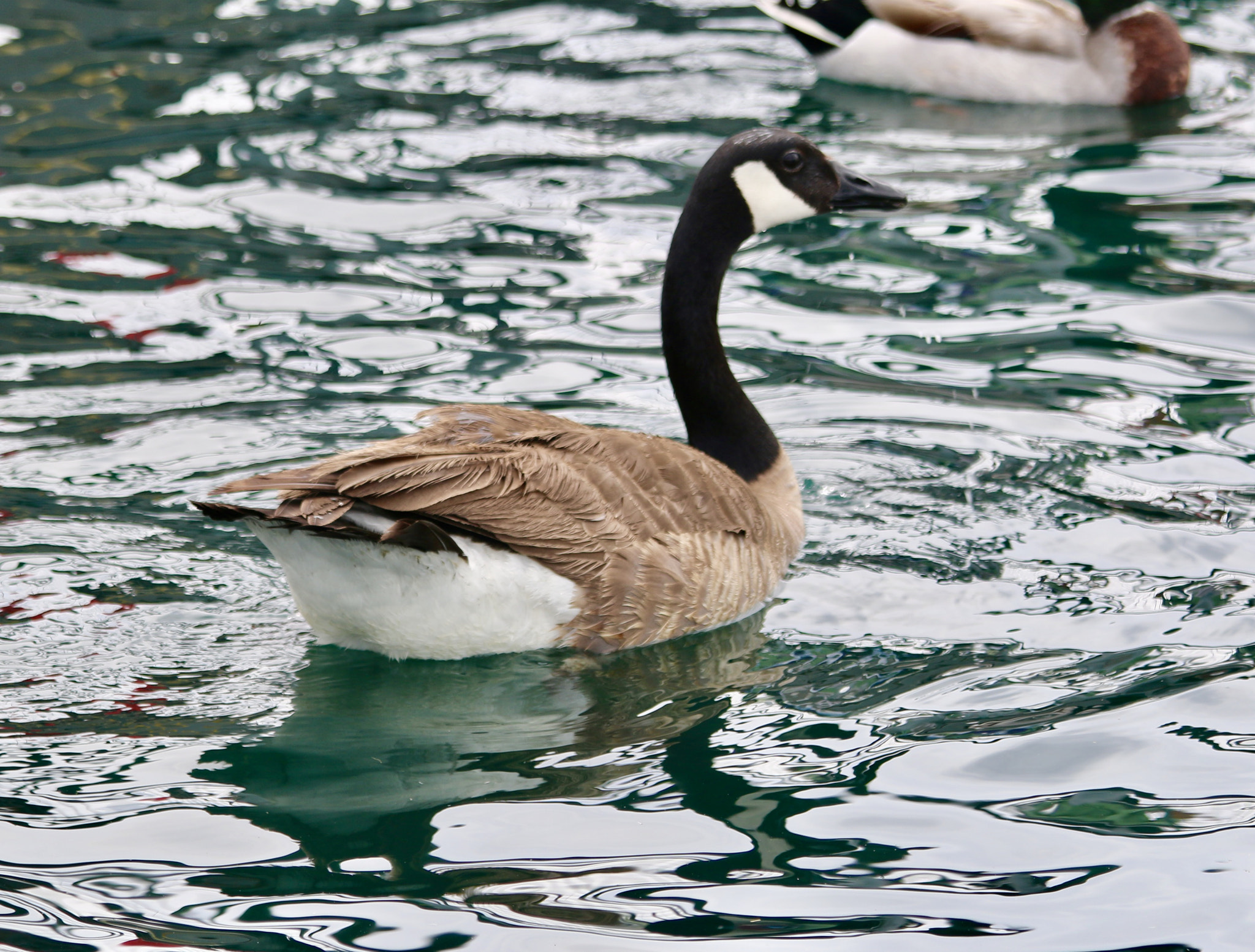 Canon EF 70-300mm F4-5.6 IS USM sample photo. Cackling goose photography