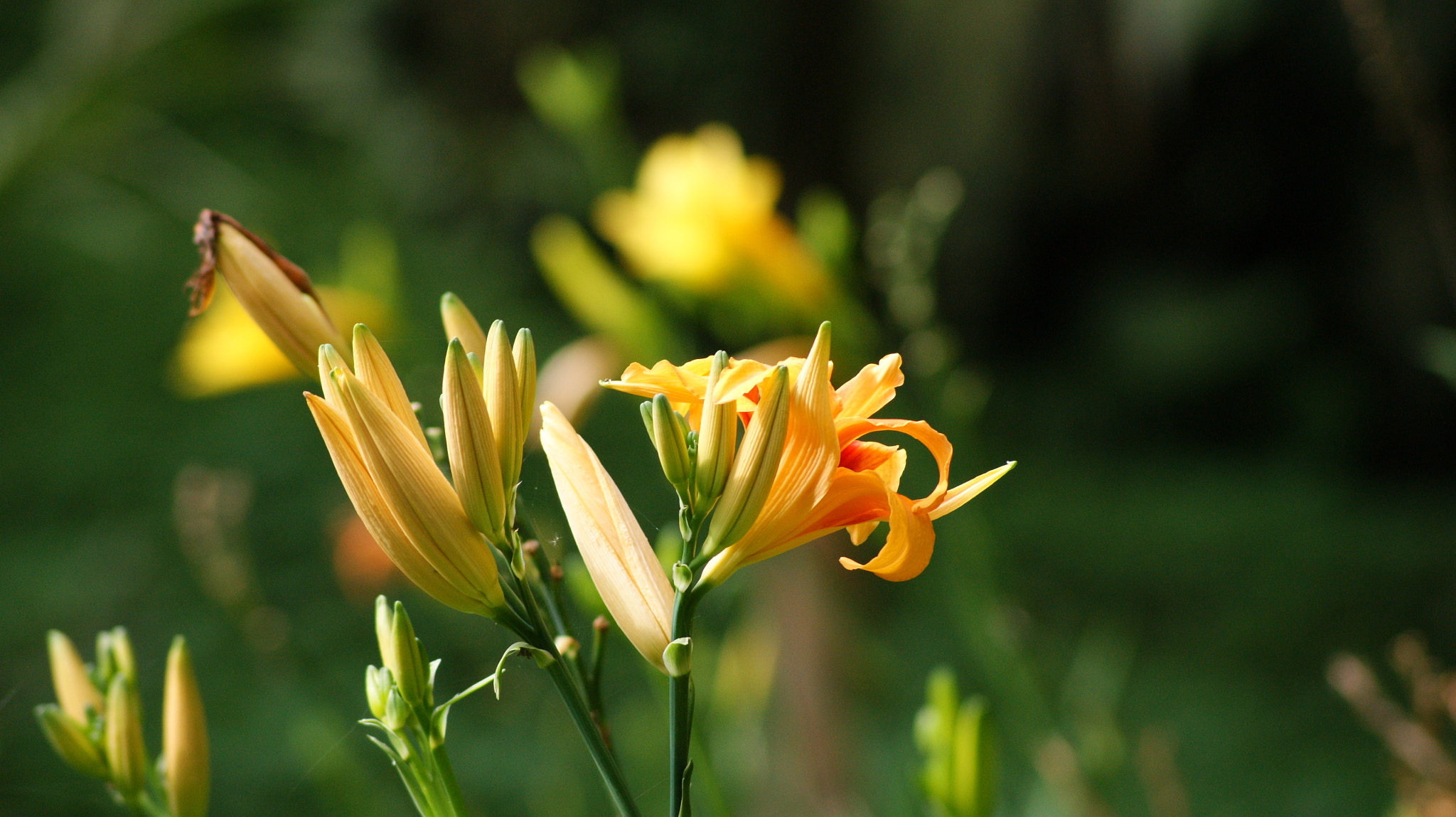 Sony Alpha DSLR-A350 + Sony DT 55-200mm F4-5.6 SAM sample photo. Como ellas ninguna photography