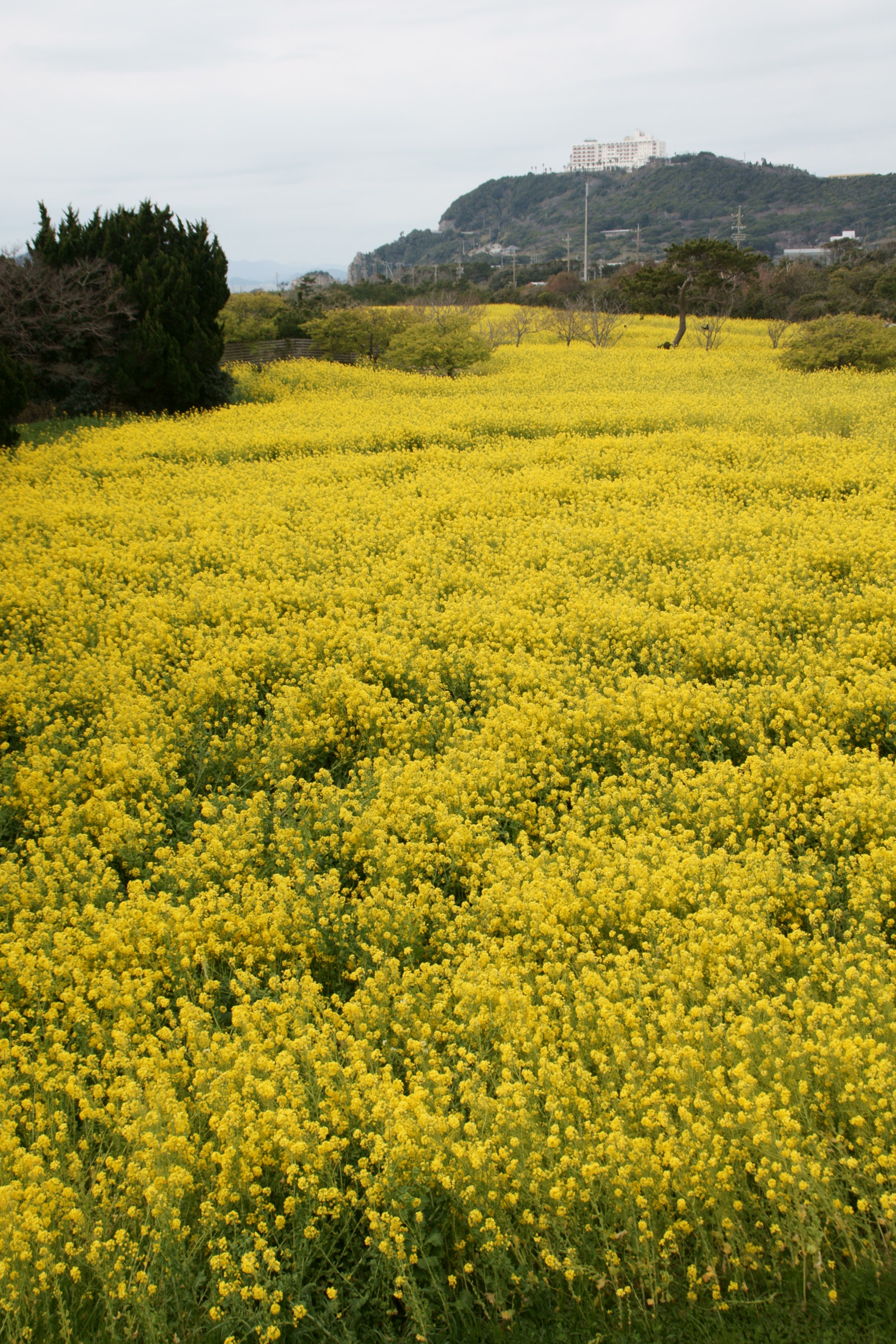 Sony Alpha DSLR-A700 sample photo. The yellow earth photography