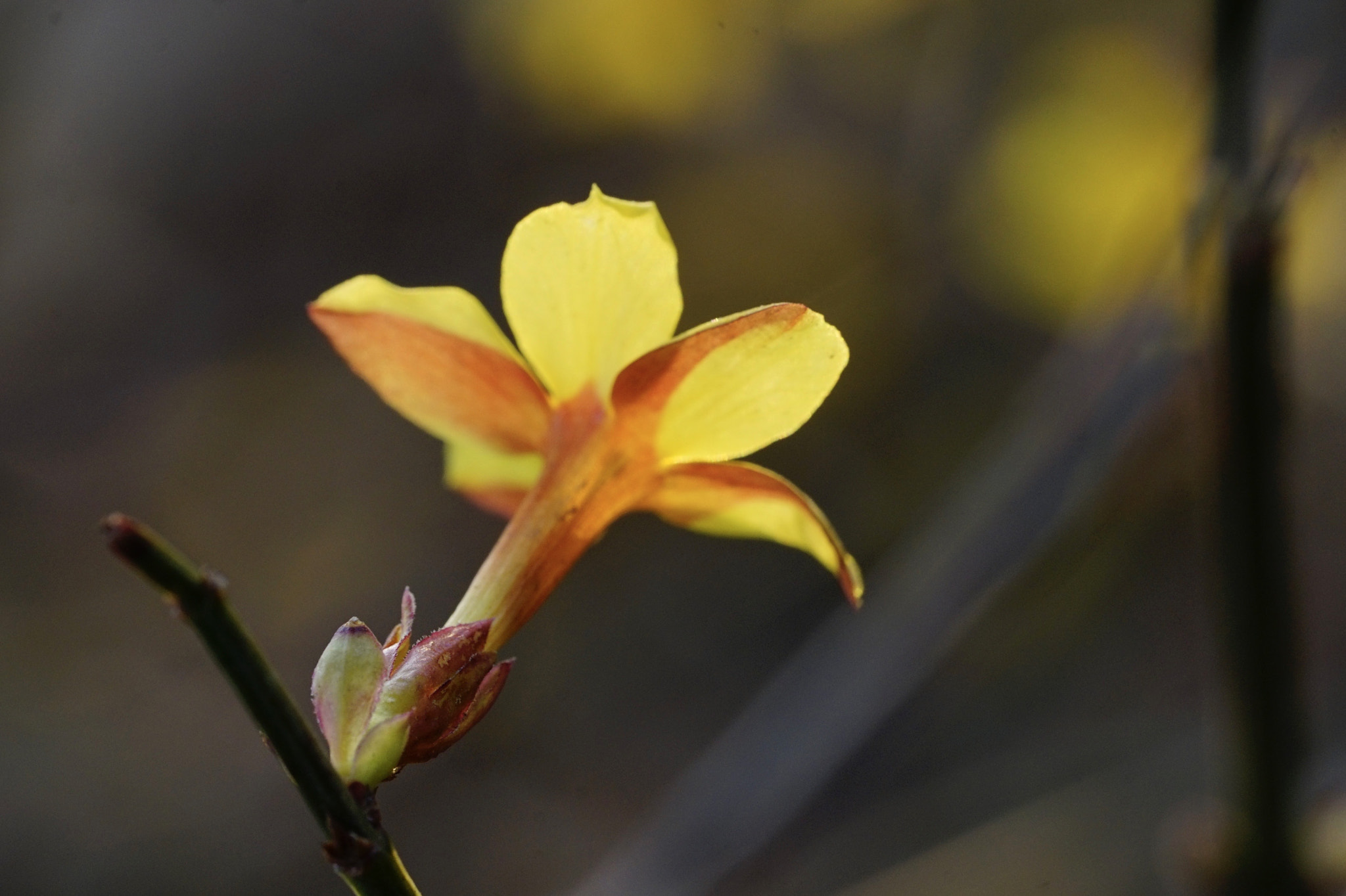 Sony a7 II + Sony FE 90mm F2.8 Macro G OSS sample photo. 沐光迎春 photography