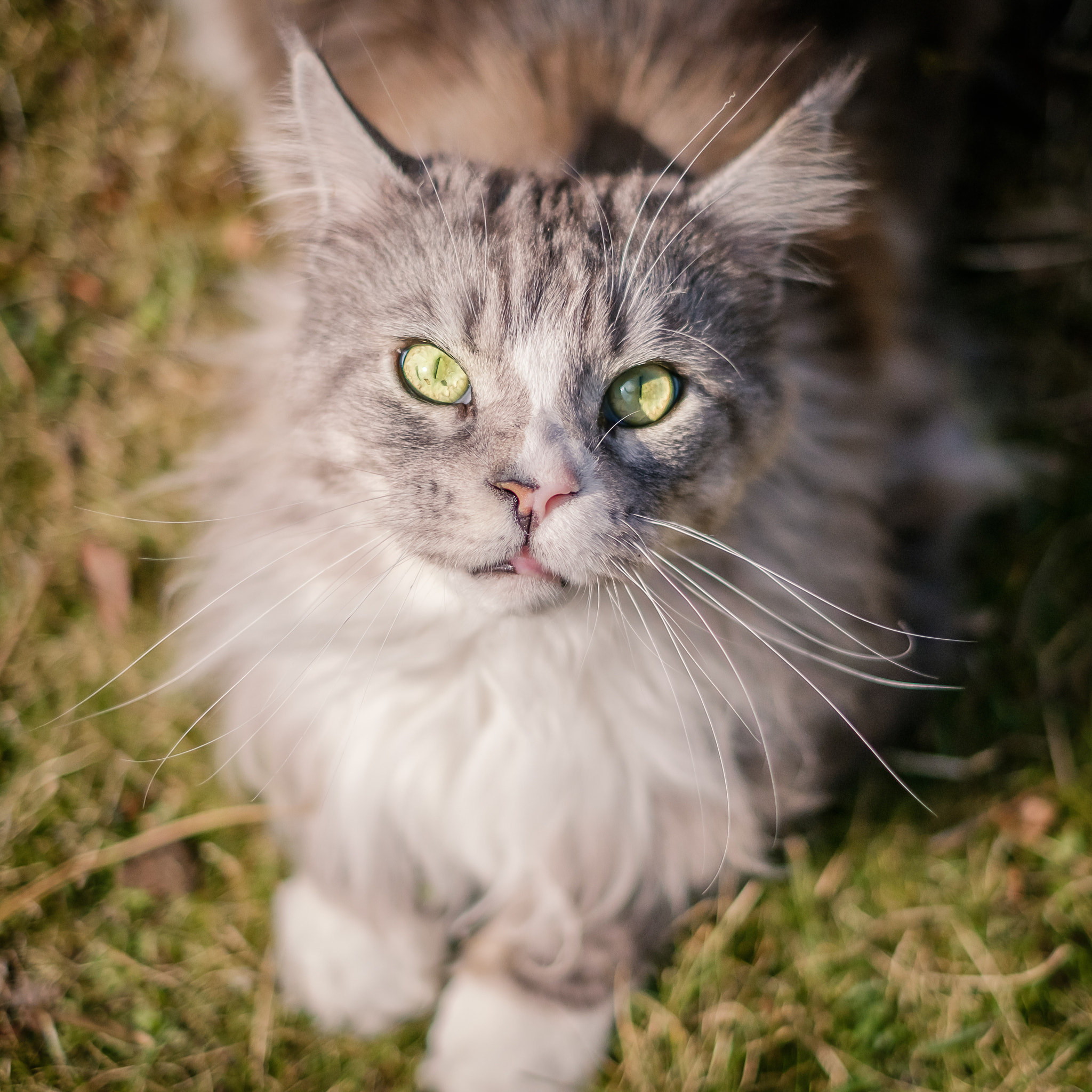 Fujifilm X-T2 + Fujifilm XF 35mm F1.4 R sample photo. Anton, the model mainecoon photography
