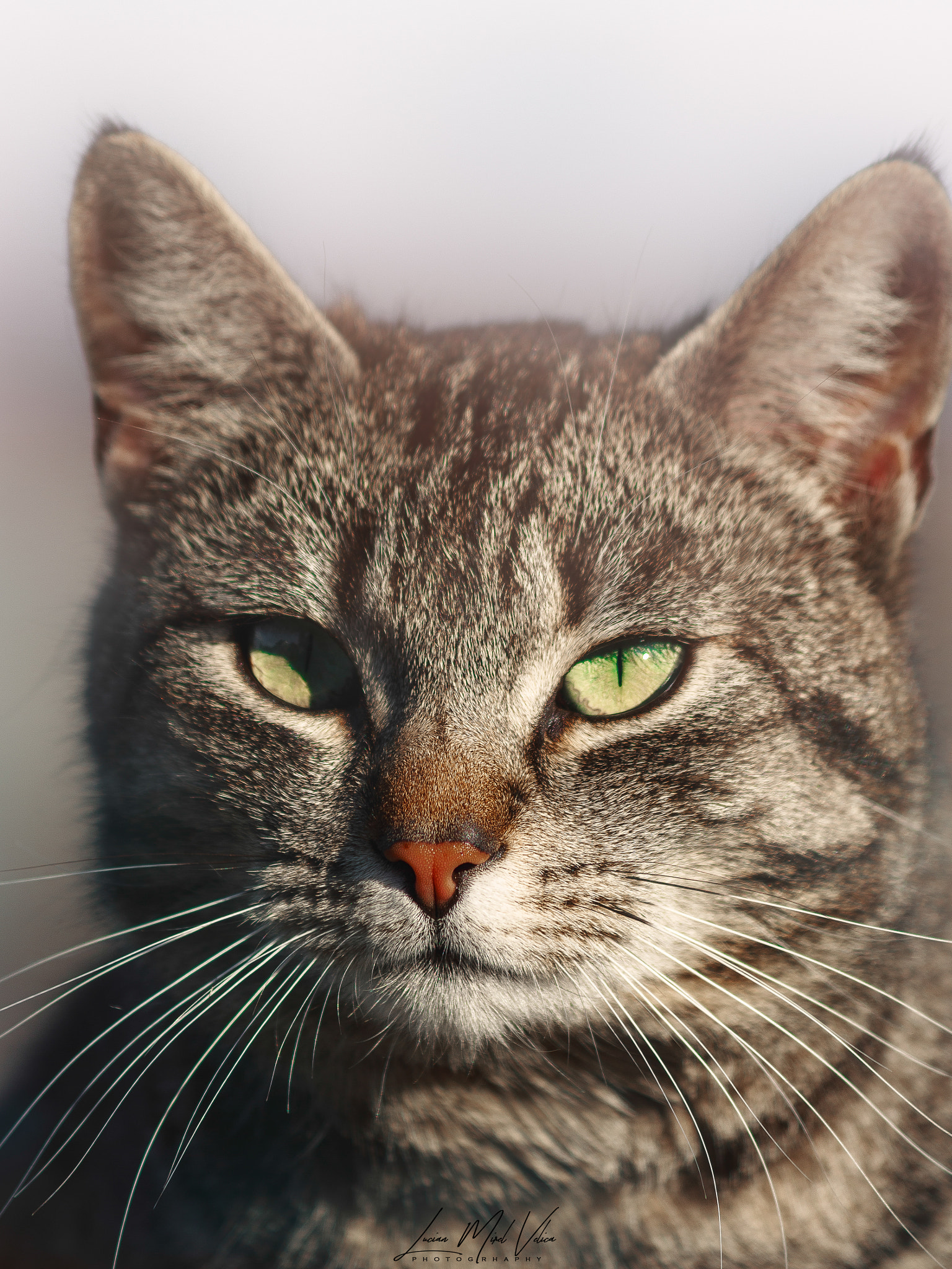 Canon EF 70-300mm F4-5.6 IS USM sample photo. If the cats could talk, they wouldn`t photography