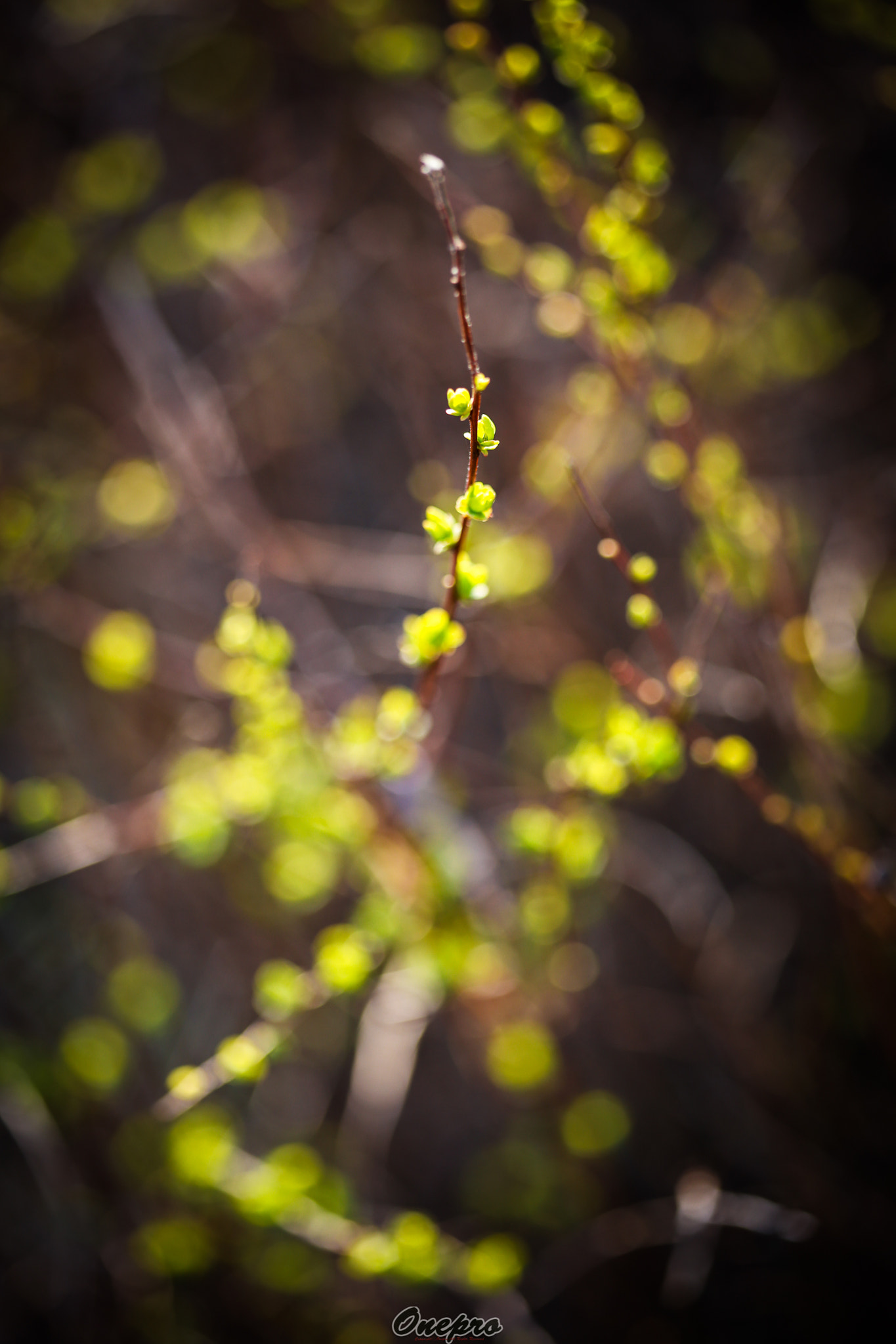 Canon EF 100mm F2.8 Macro USM sample photo. Onepro - 이팝나무 새싹(sprout) photography