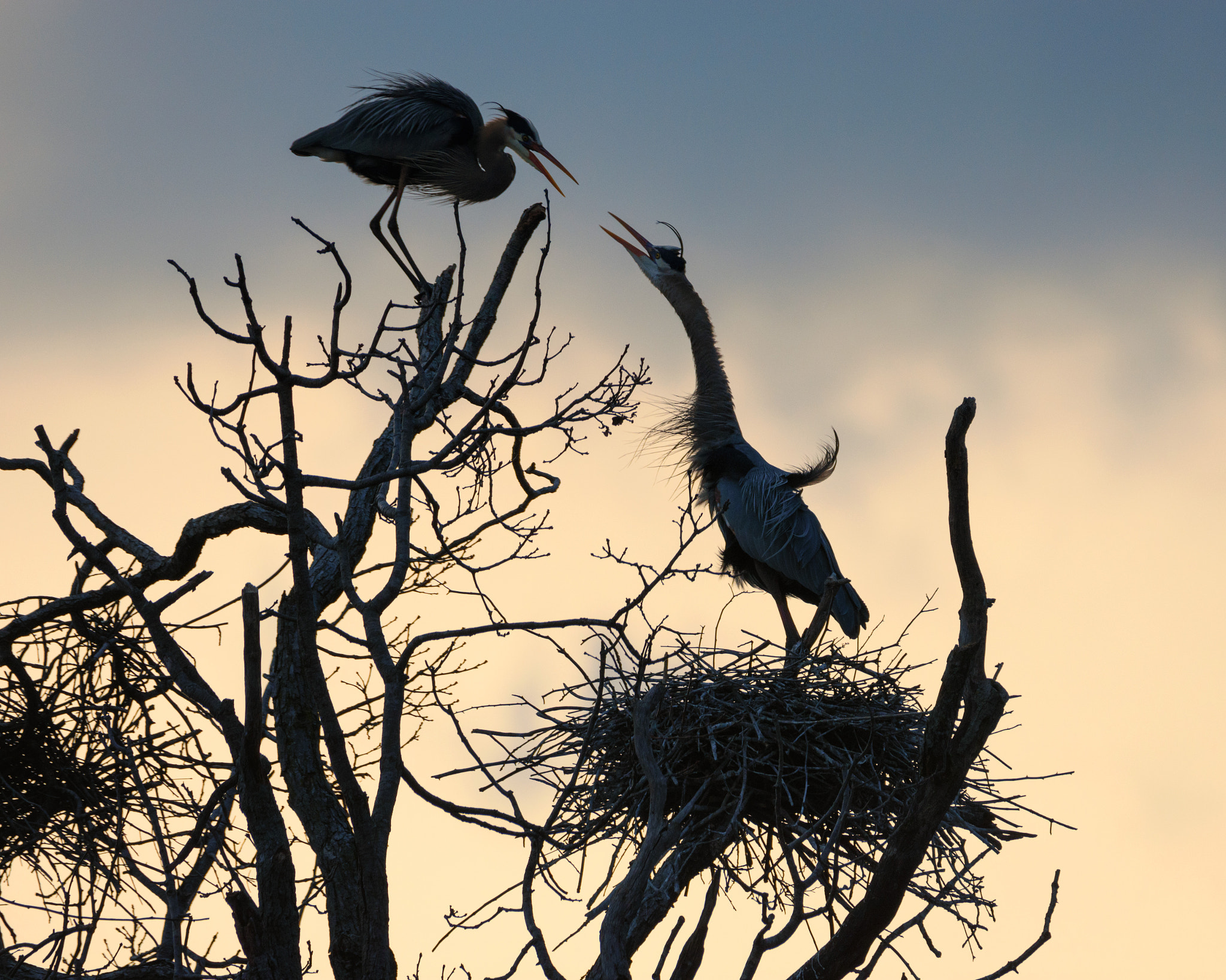 Nikon D7200 + Sigma 150-600mm F5-6.3 DG OS HSM | C sample photo. Flirting on treetop photography